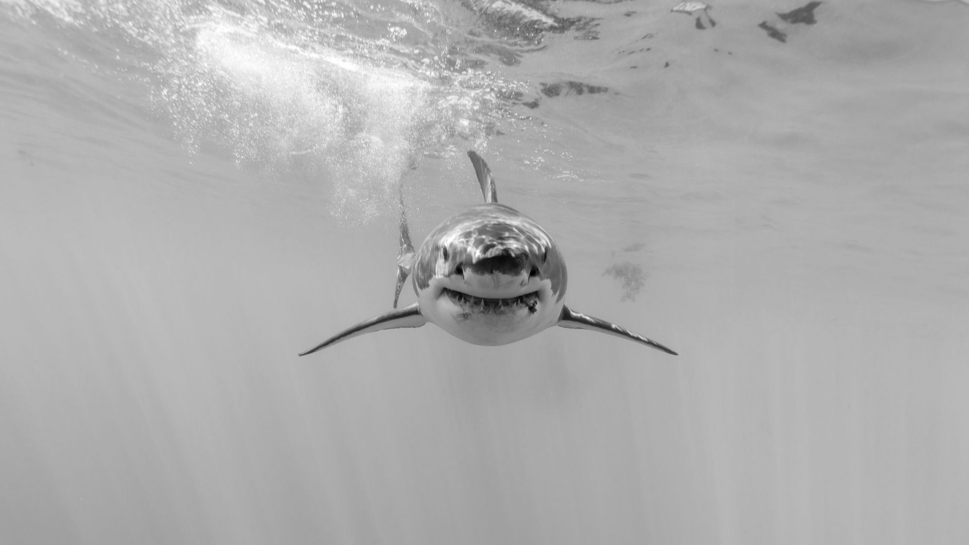 Wallpaper Shark, predator, underwater, monochrome