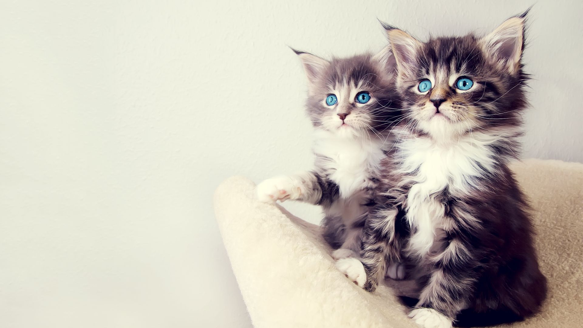 Wallpaper Cute blue eyed kittens