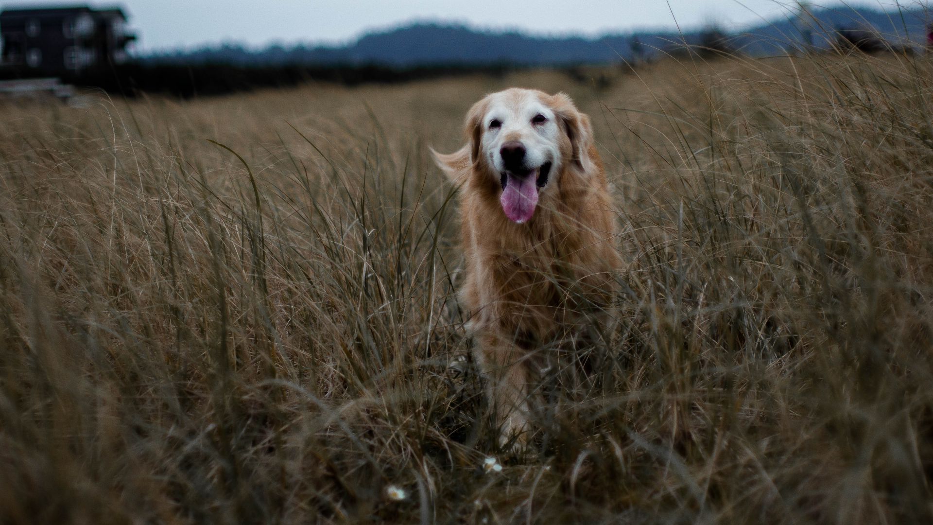 Wallpaper Golden Retriever, dog, meadow, big grass