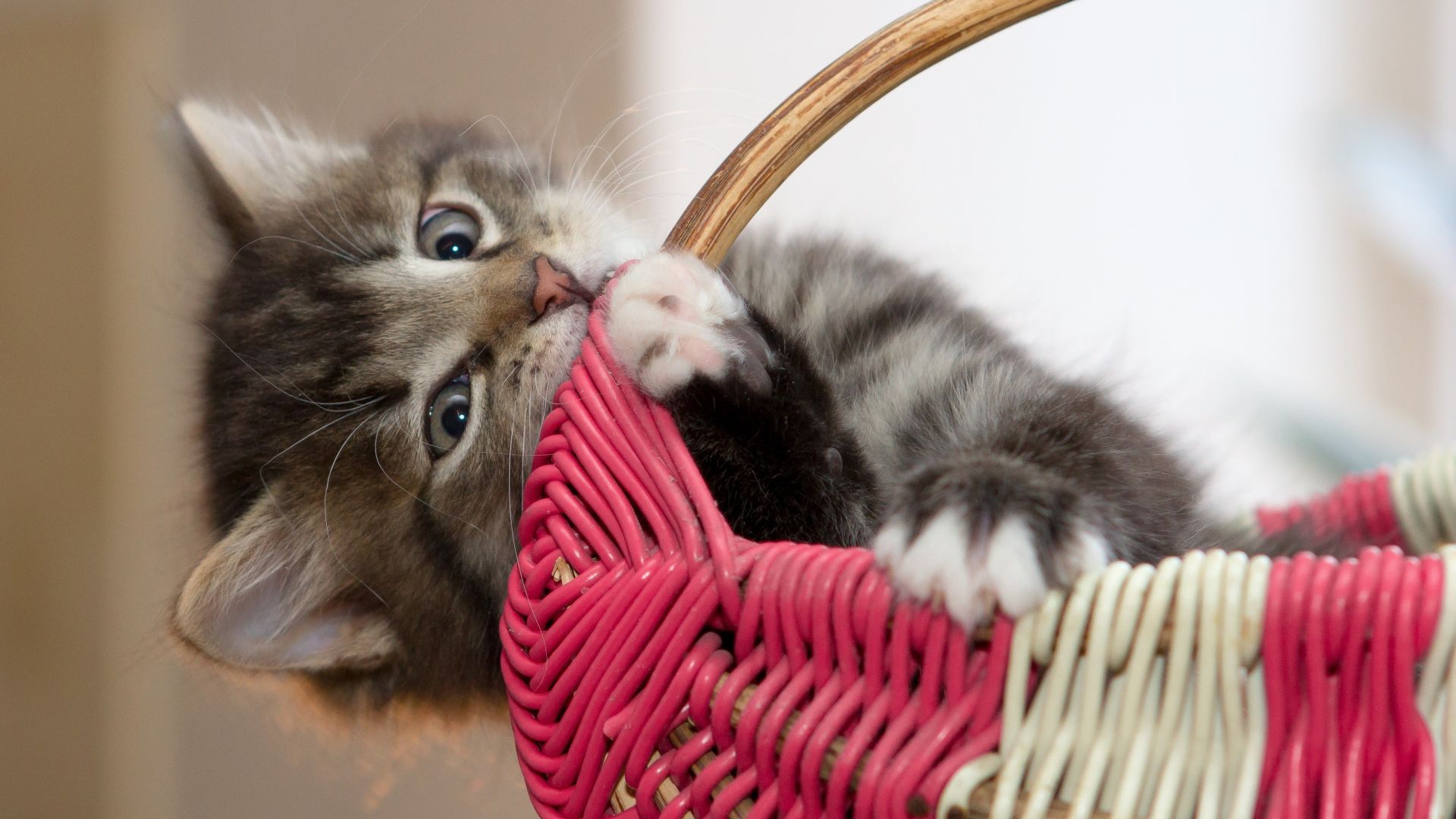 Wallpaper Kitten, play, basket, 4k