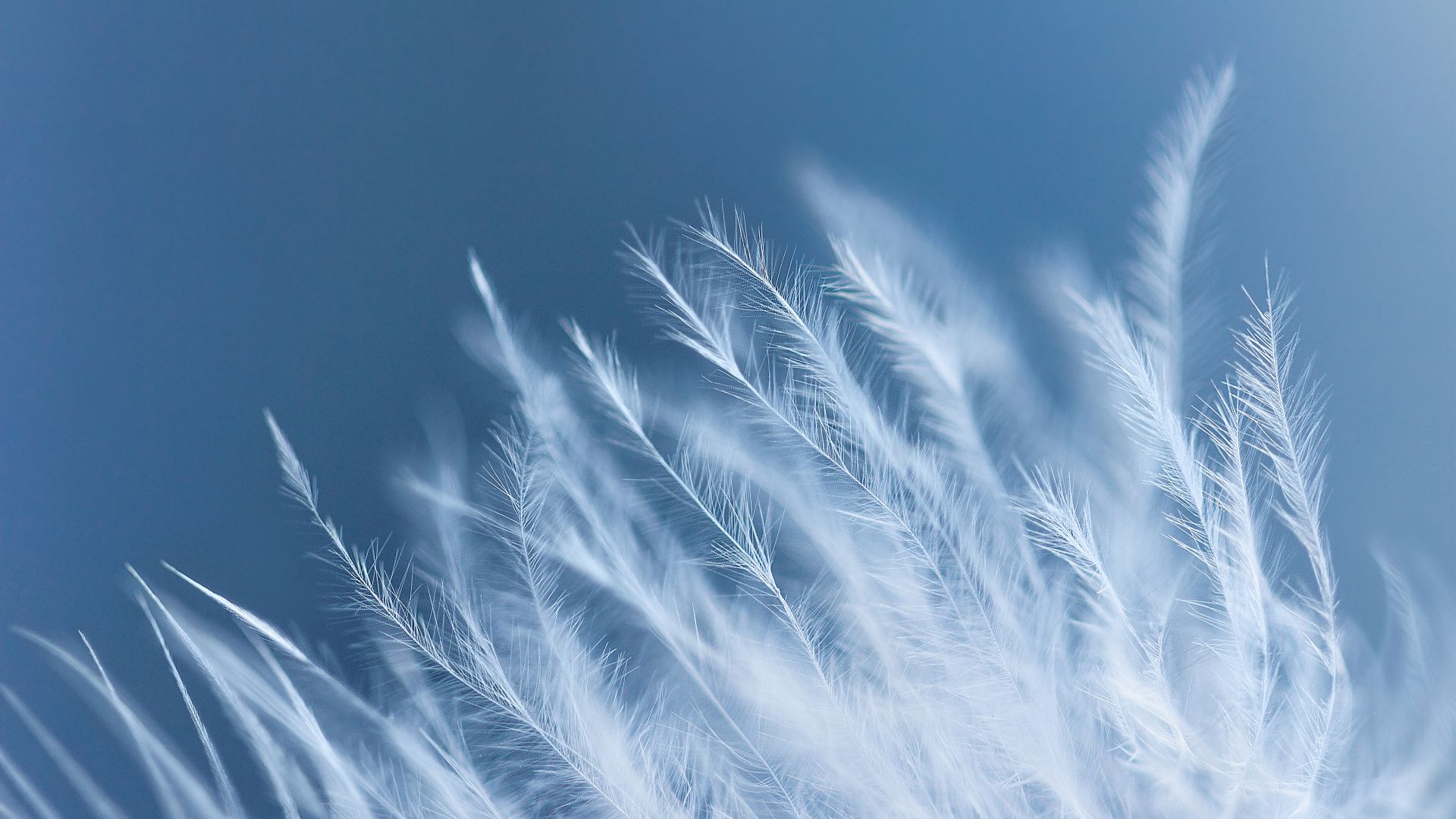 Wallpaper White feathers, 4k, close up