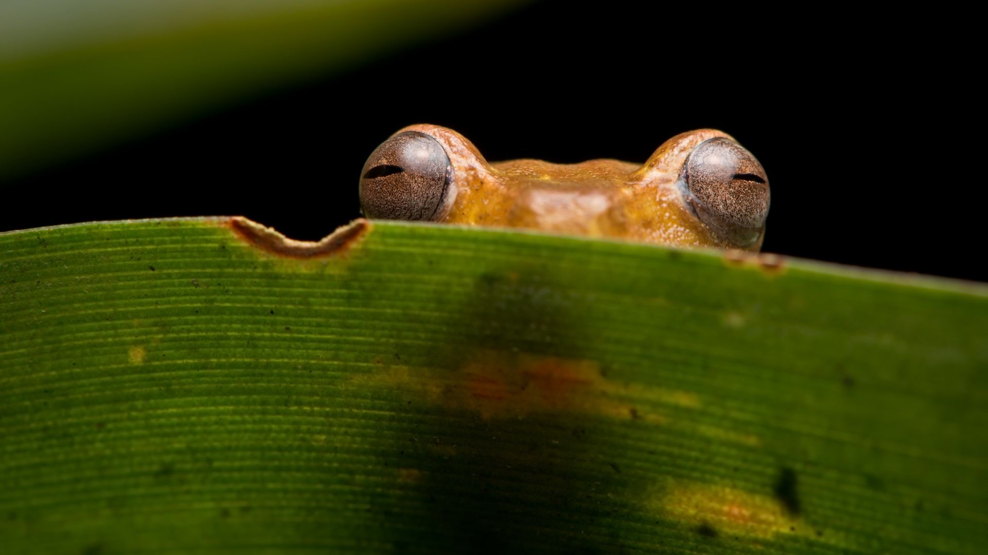 Wallpaper Hide behind leaf, frog, eyes