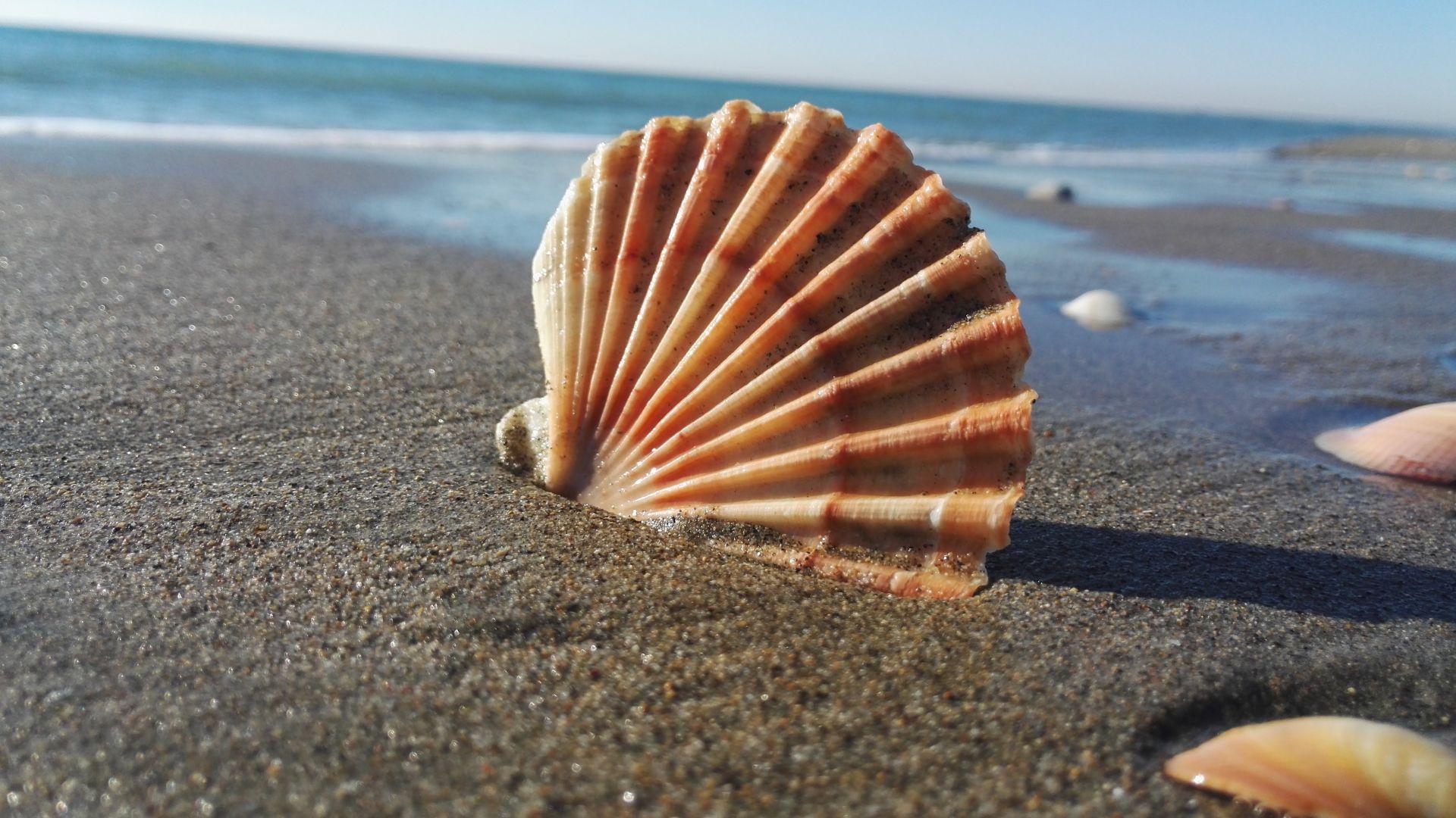 Wallpaper Coast, sand, shell, close up, 4k