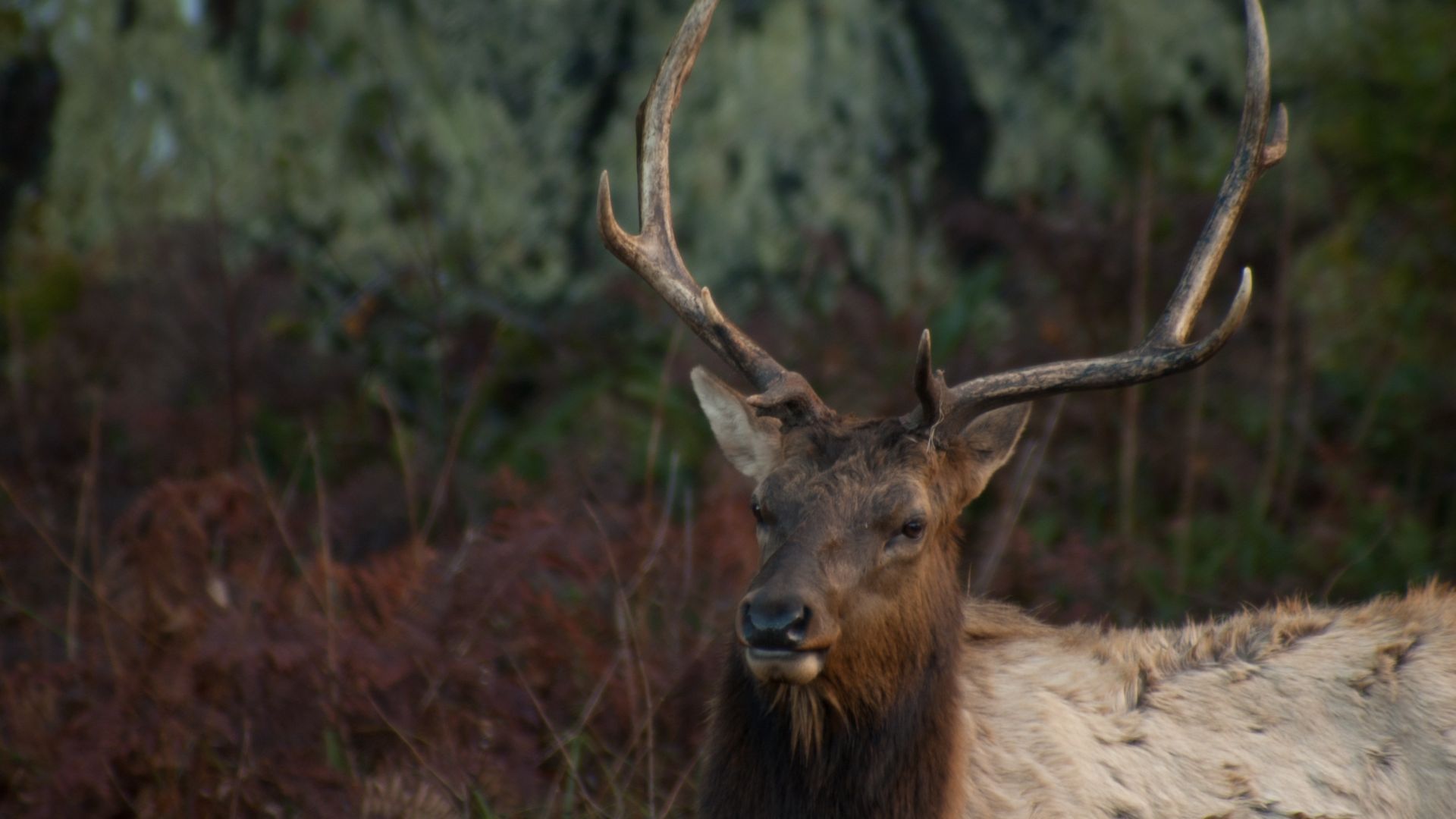 Wallpaper Elk, wild animal, wildlife, horns