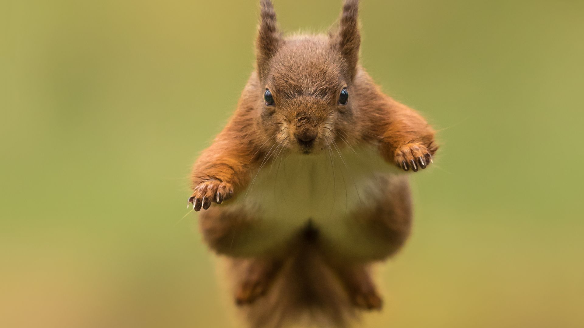 Wallpaper Red, rodent, jump, animal, squirrel