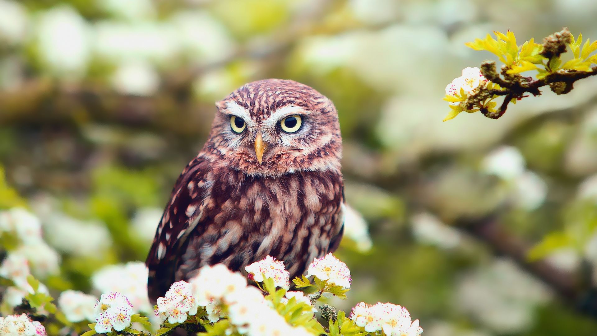Wallpaper Cute, blossom, predator, owl, bird