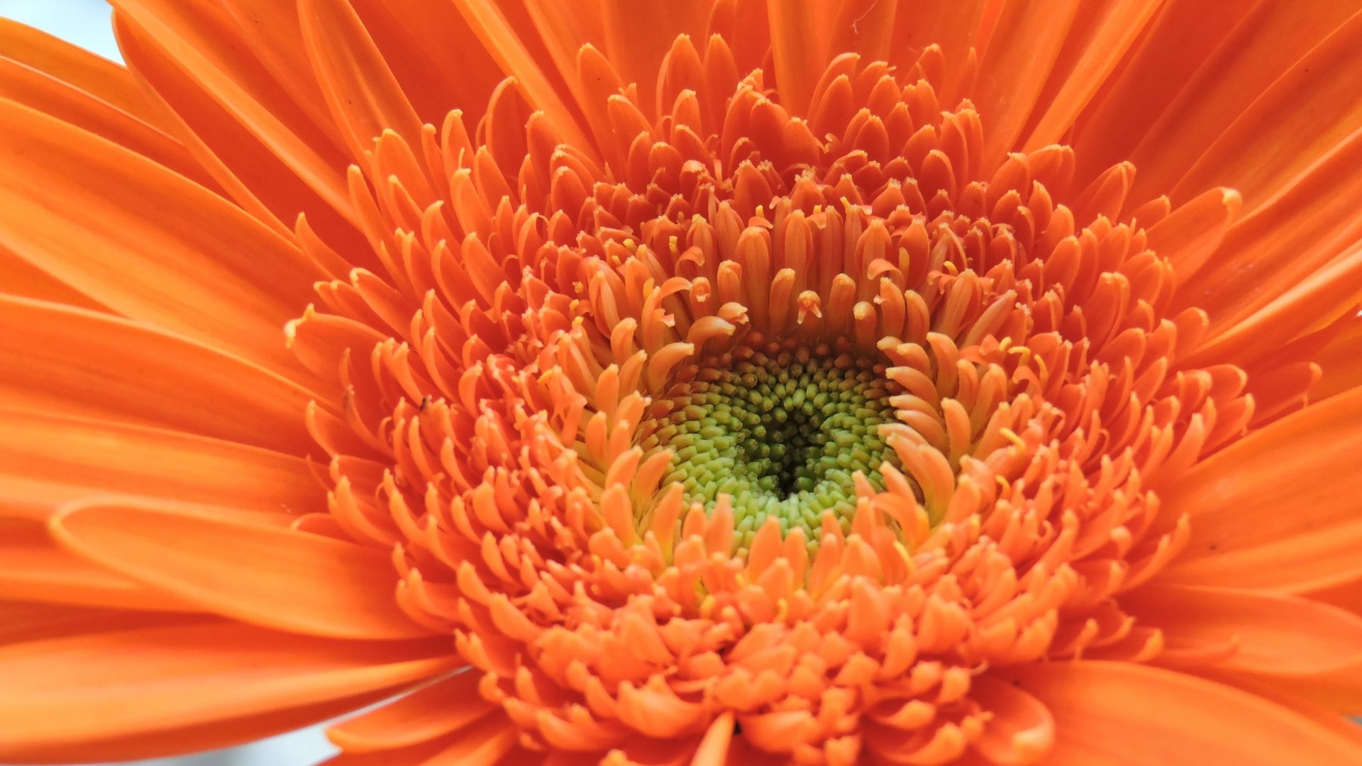 Wallpaper Orange Gerbera, daisy, flowers, close up, petals, 4k