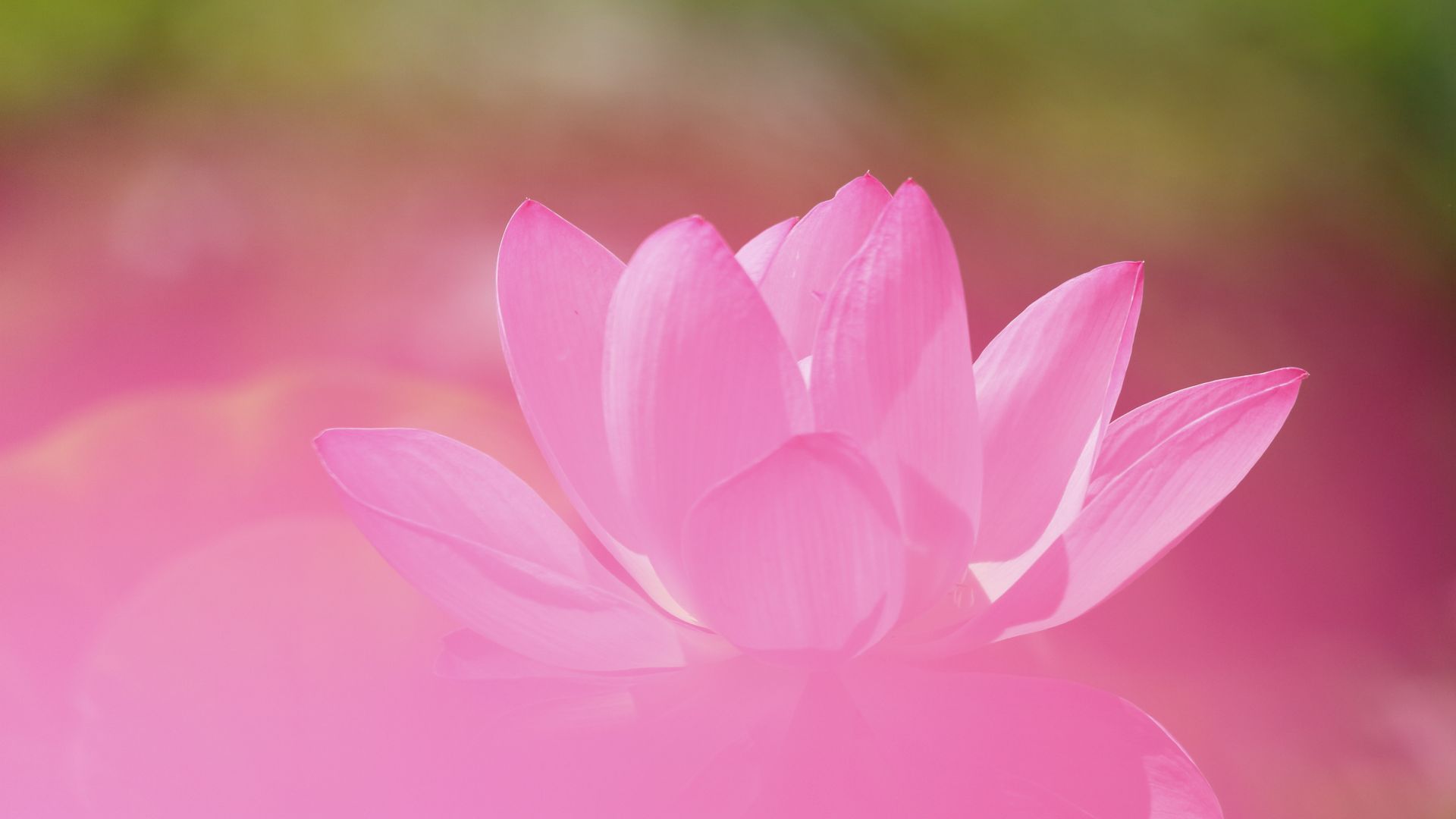 Wallpaper Lotus, petals, pink flowers, bloom, close up