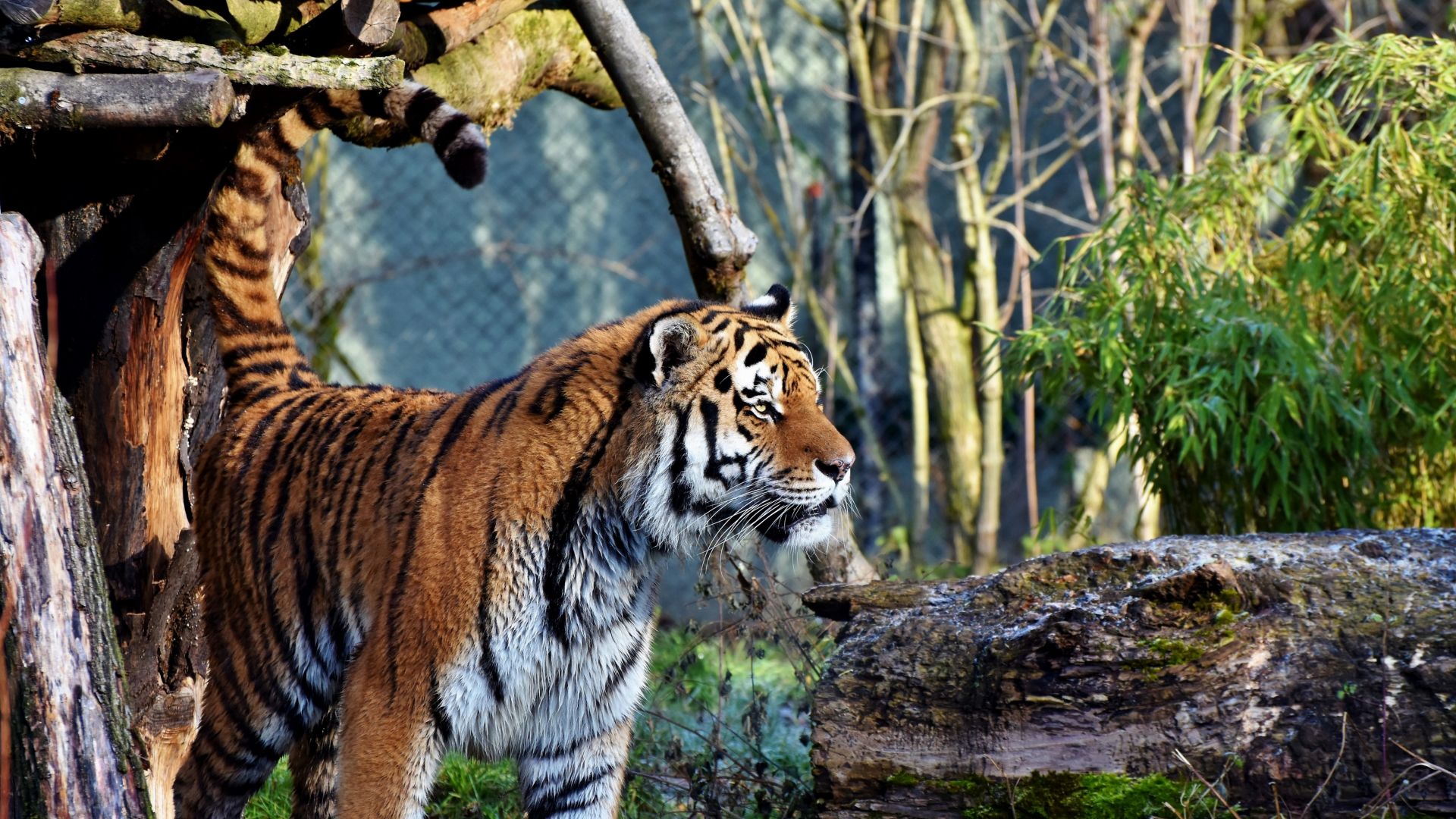 Wallpaper Young tiger, animal, predator, big cat, curious, 5k