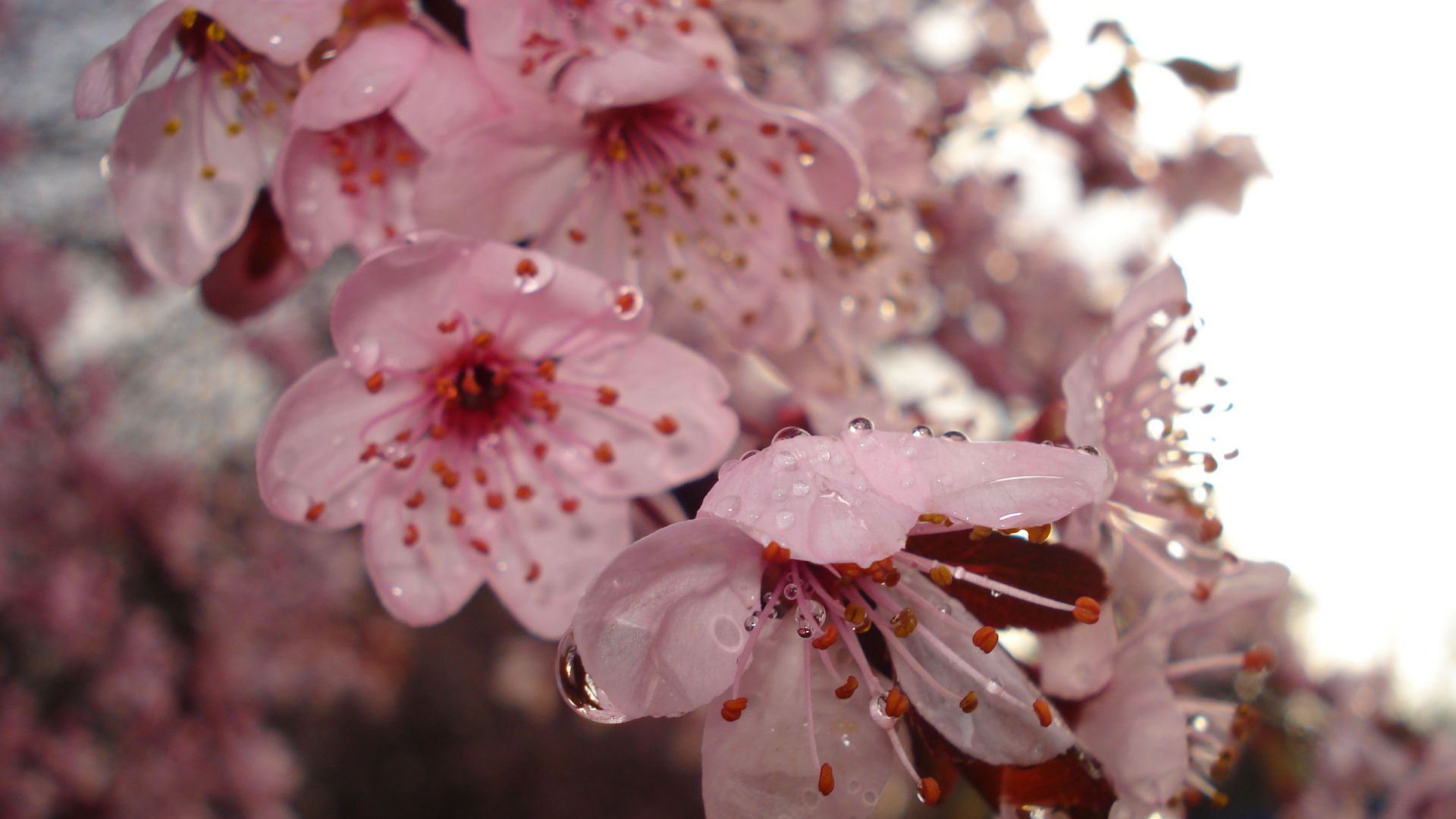 Wallpaper Flowers, cherry blossom, pink, water drops