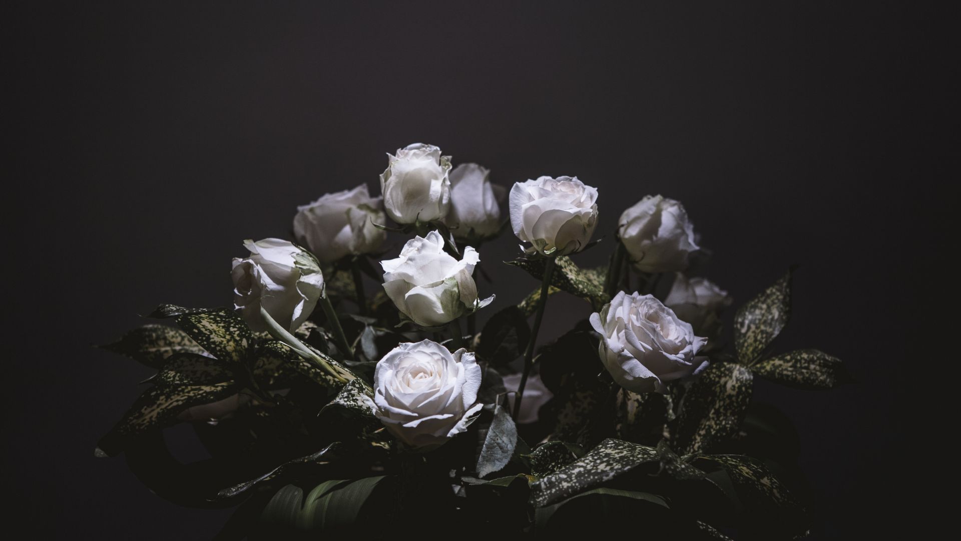 Wallpaper White roses, flowers, portrait, 4k