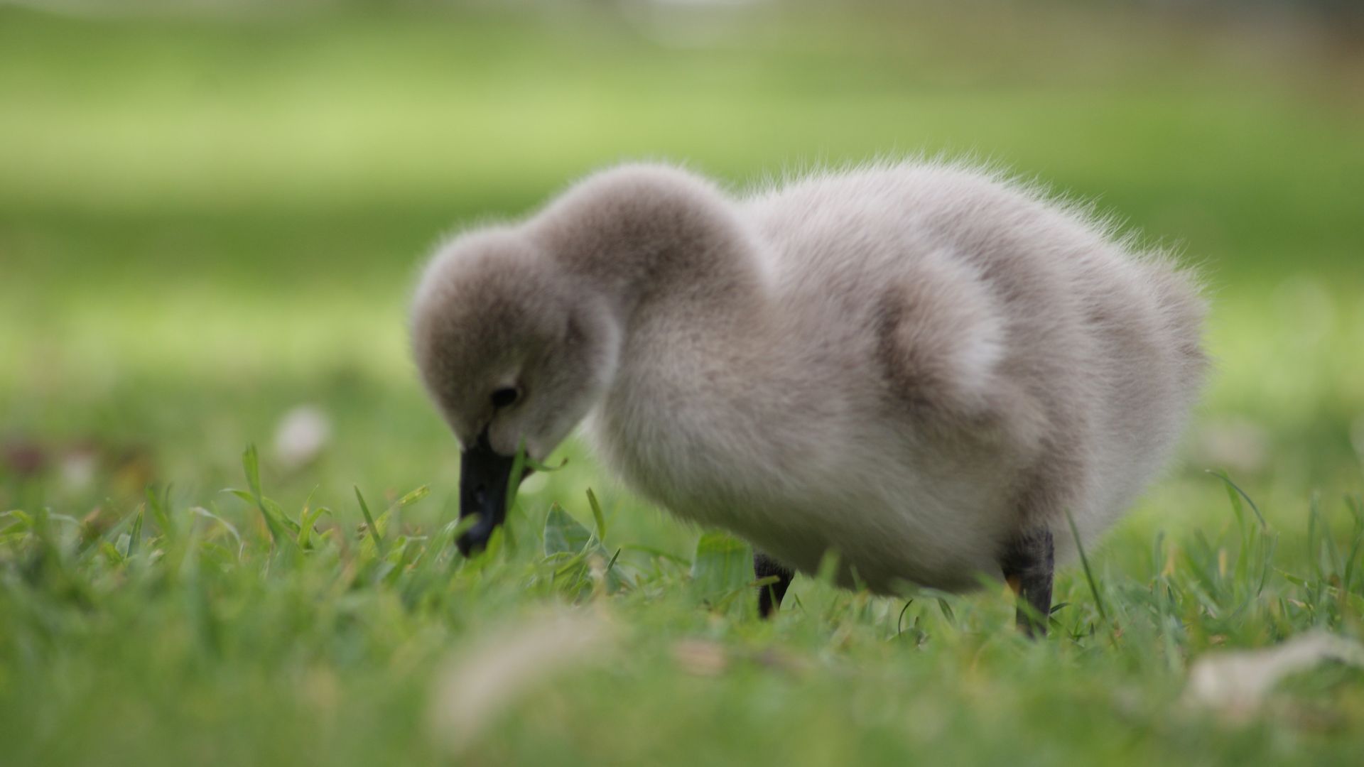 Wallpaper Baby goose, bird, grass