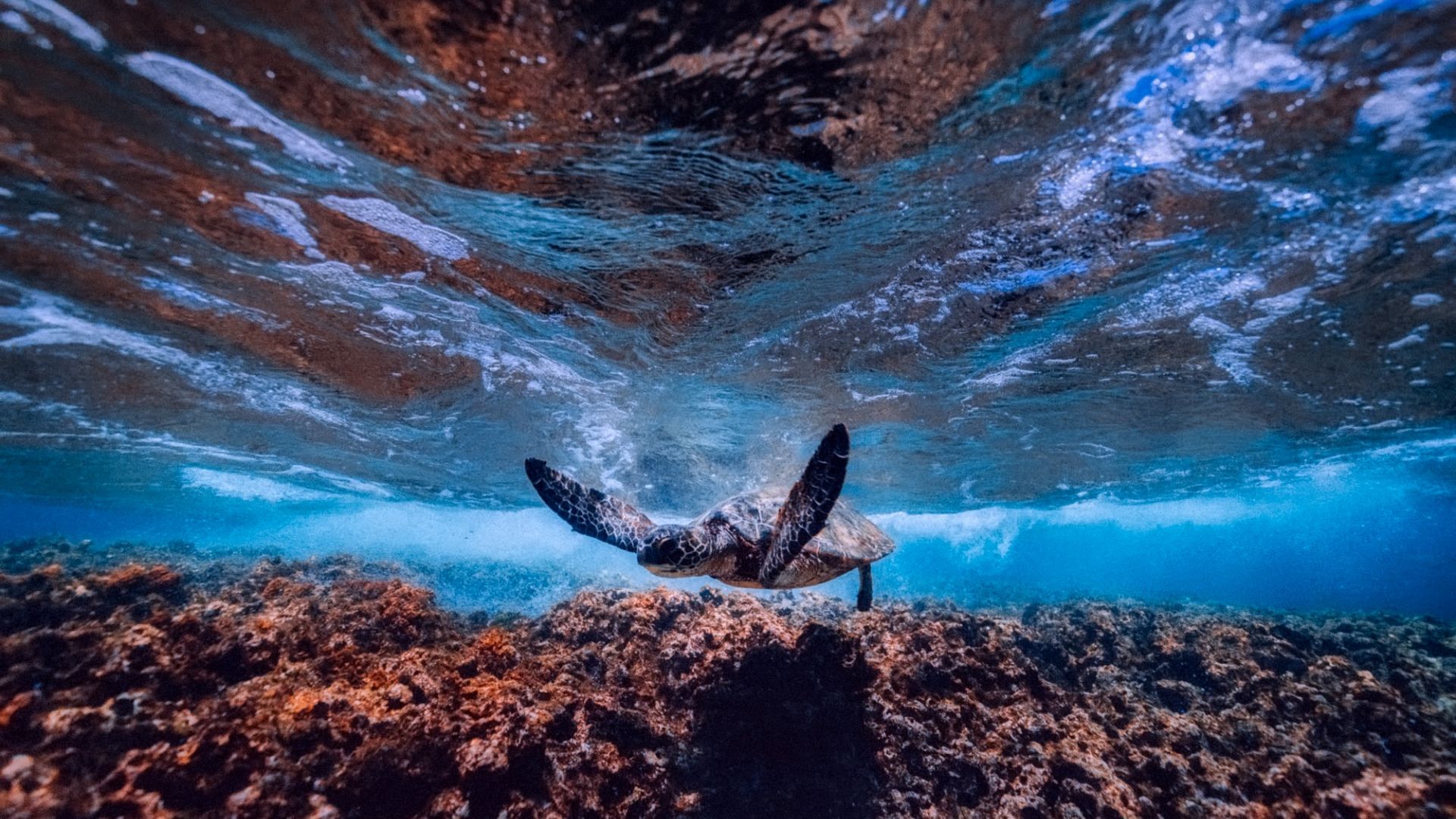 Wallpaper Sea, underwater, turtle, swim