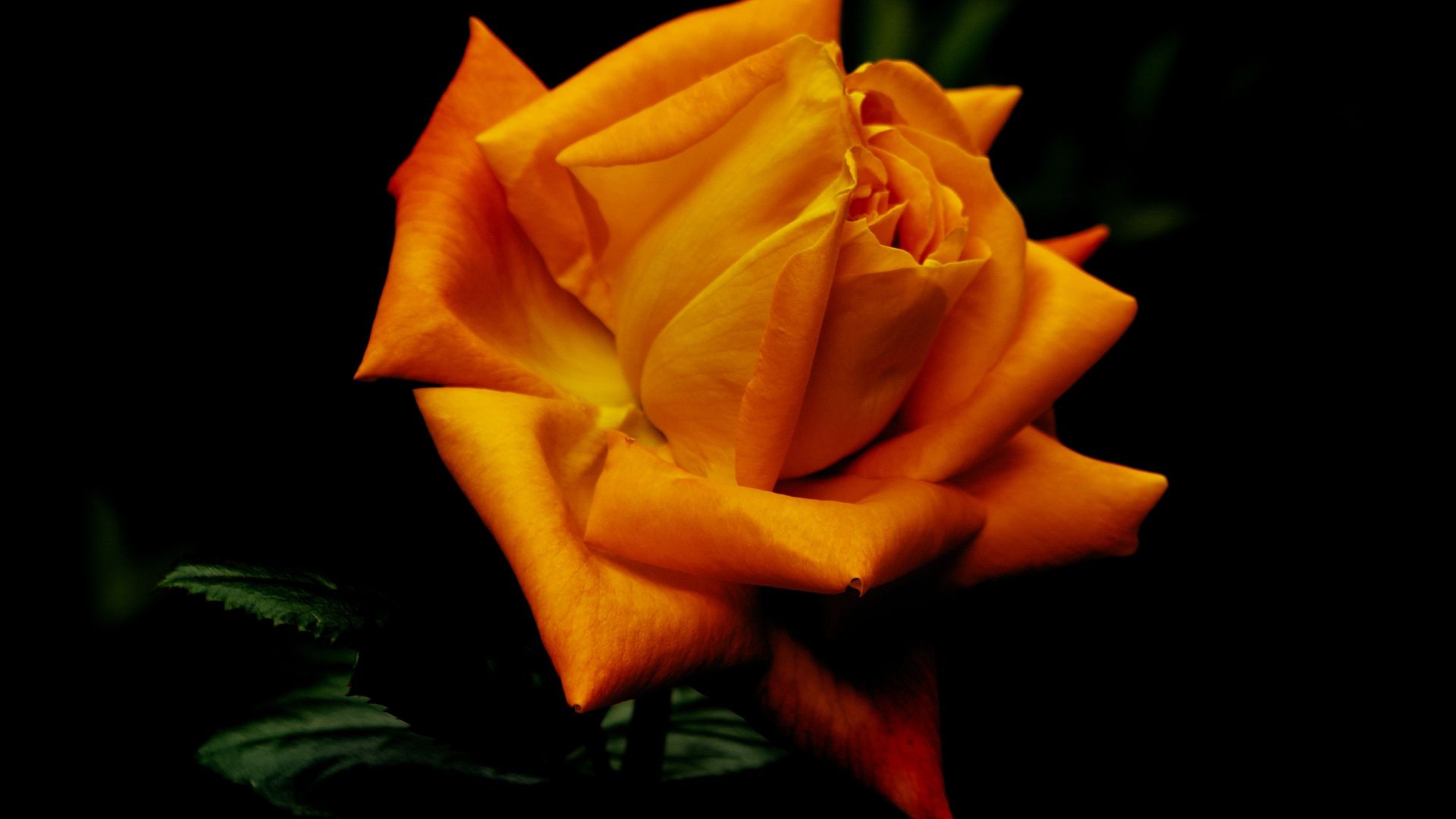 Wallpaper Flowers, orange rose, portrait