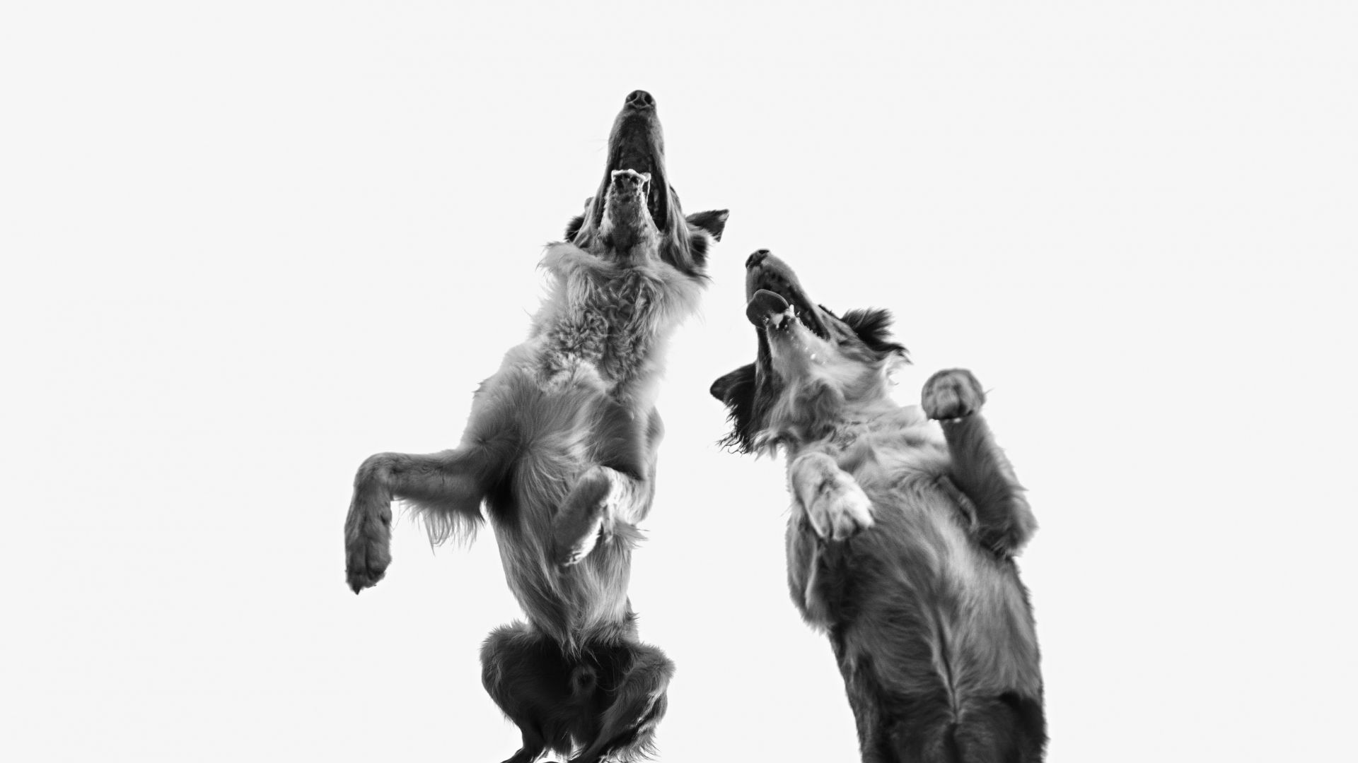 Wallpaper Dogs, jump, monochrome, 4k