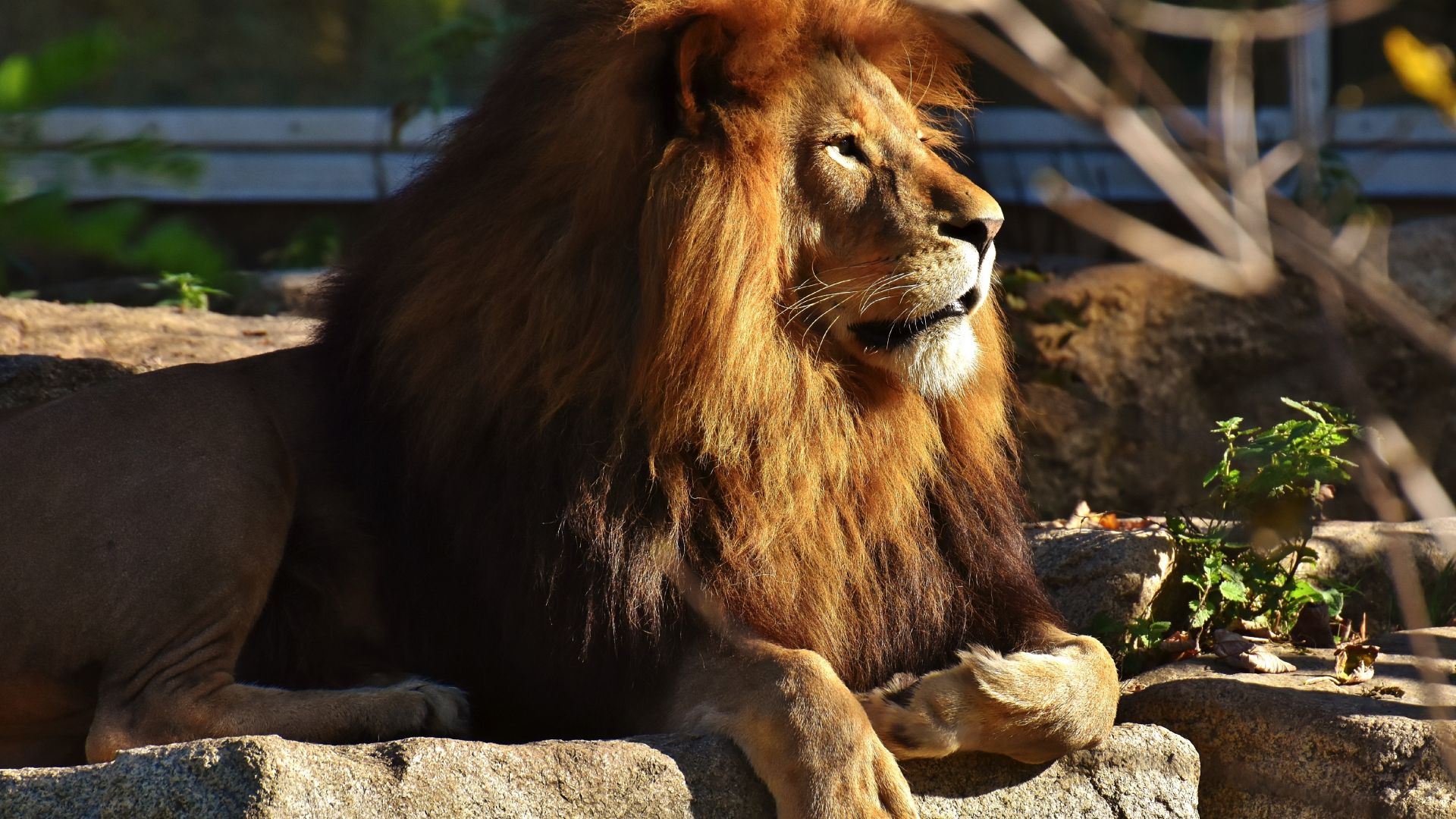 Wallpaper Beast, lion, predator, animal, zoo, 4k