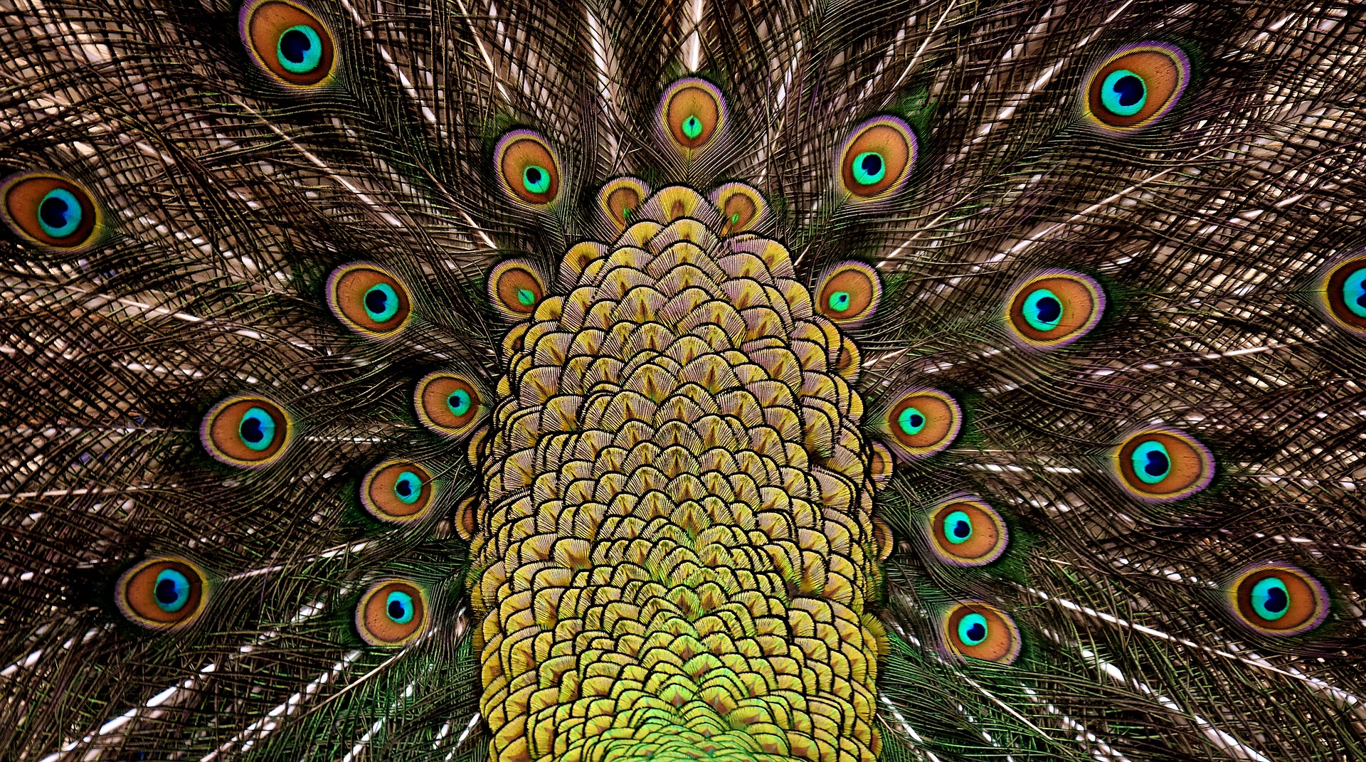 Wallpaper Peacock feathers, colorful