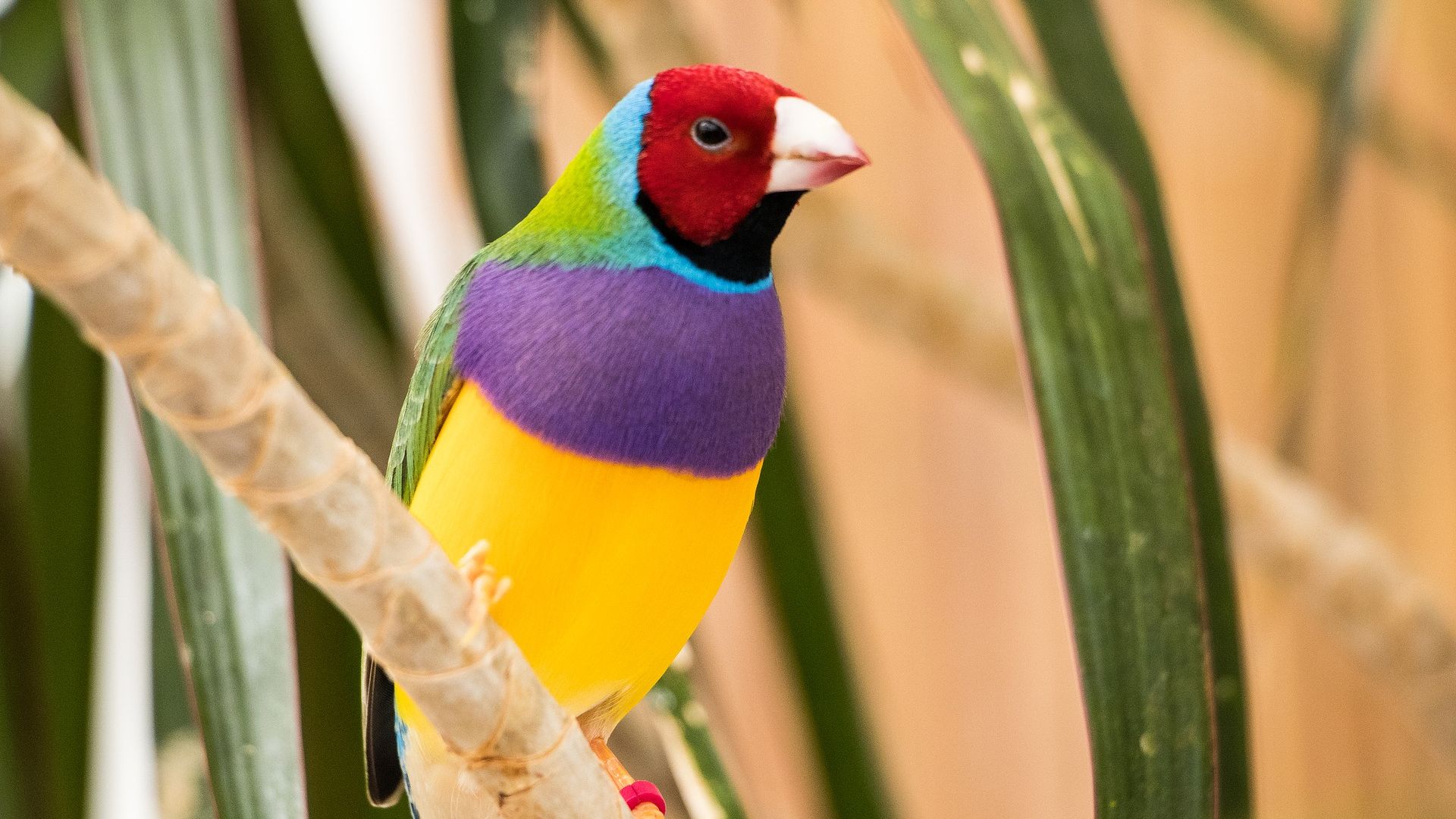 Wallpaper Beautiful bird, Gouldian Finch, colorful bird