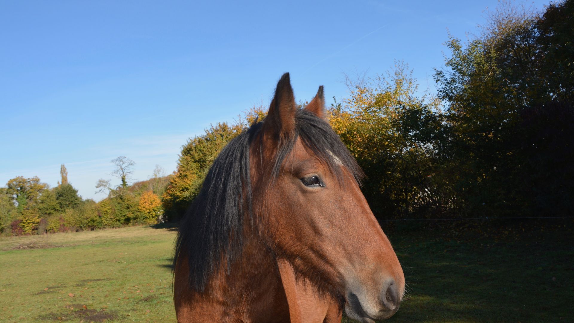 Wallpaper Horse, brown animal, muzzle