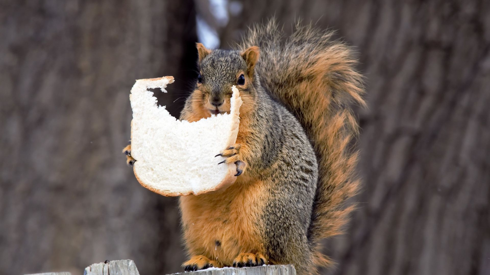 Wallpaper Eating bread, squirrel, wildlife