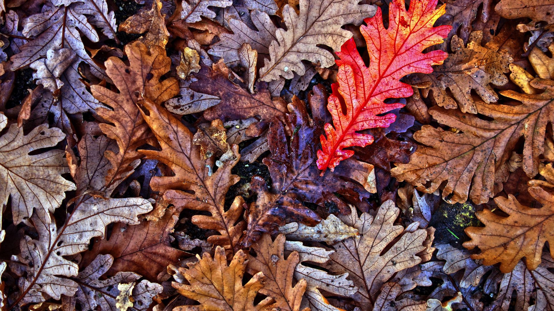 Wallpaper Oak leaves, fall, autumn, 4k