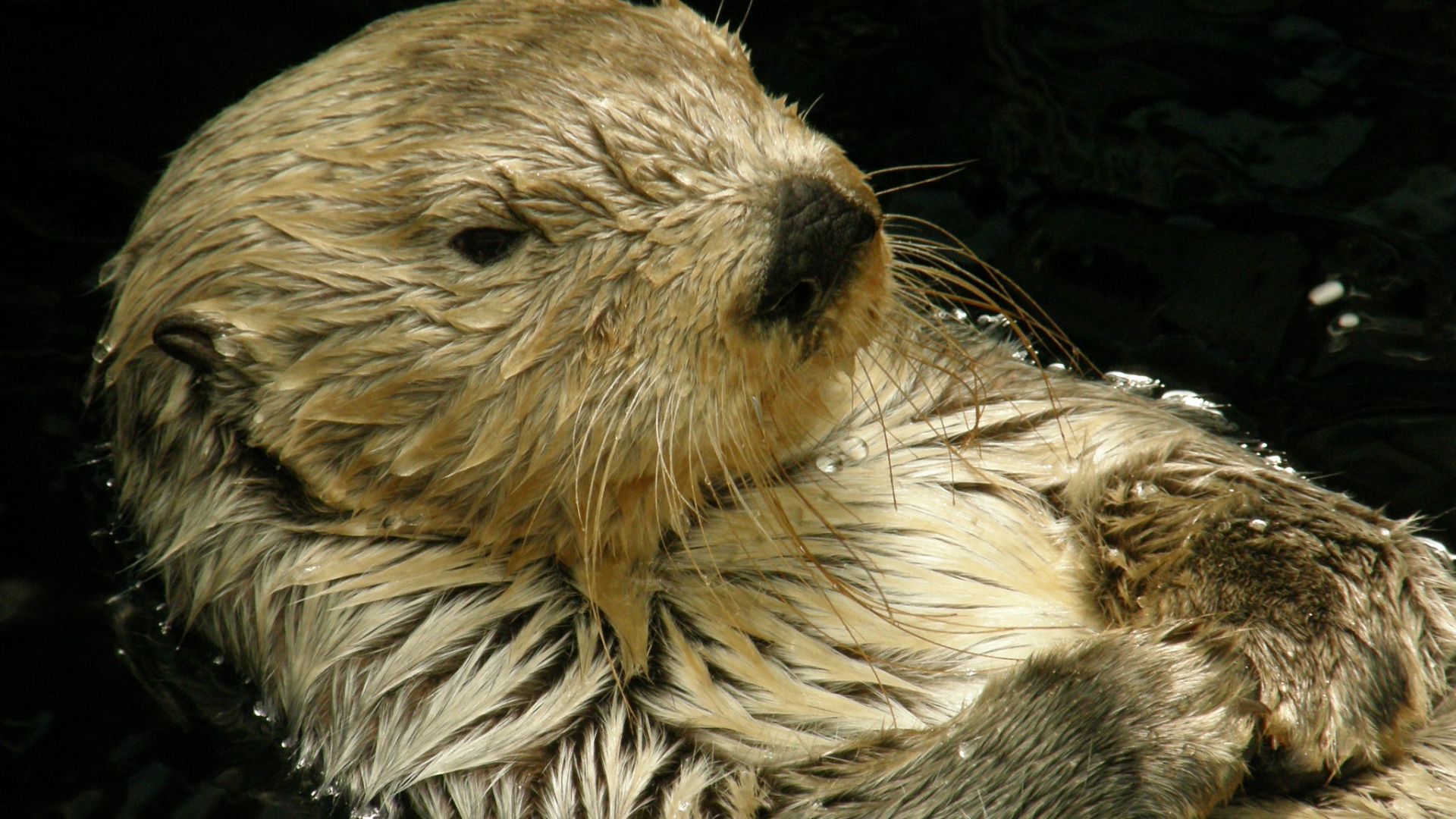 Wallpaper Otter, wildlife, animal, swim