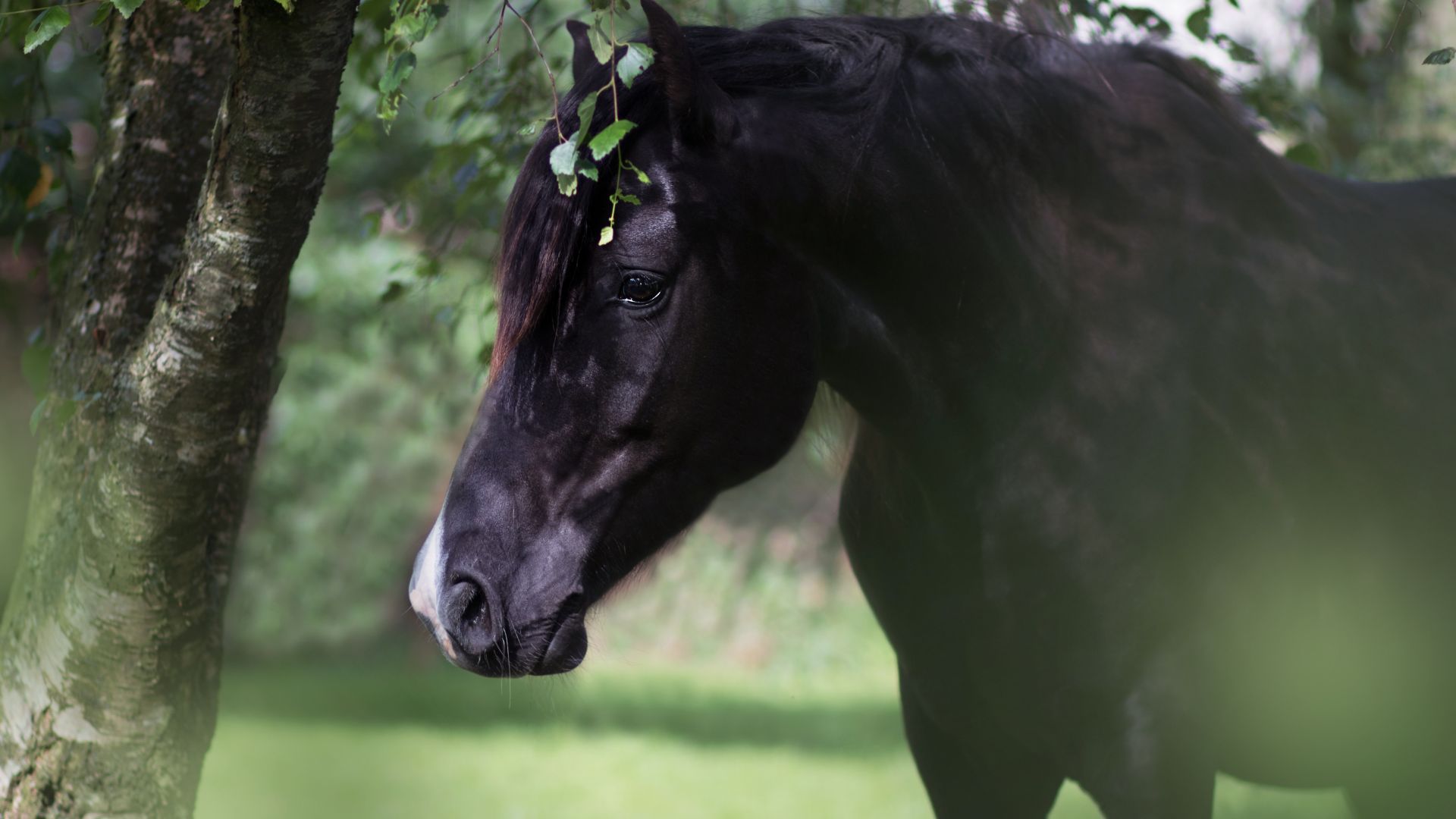 Wallpaper Black stud, animal, horse