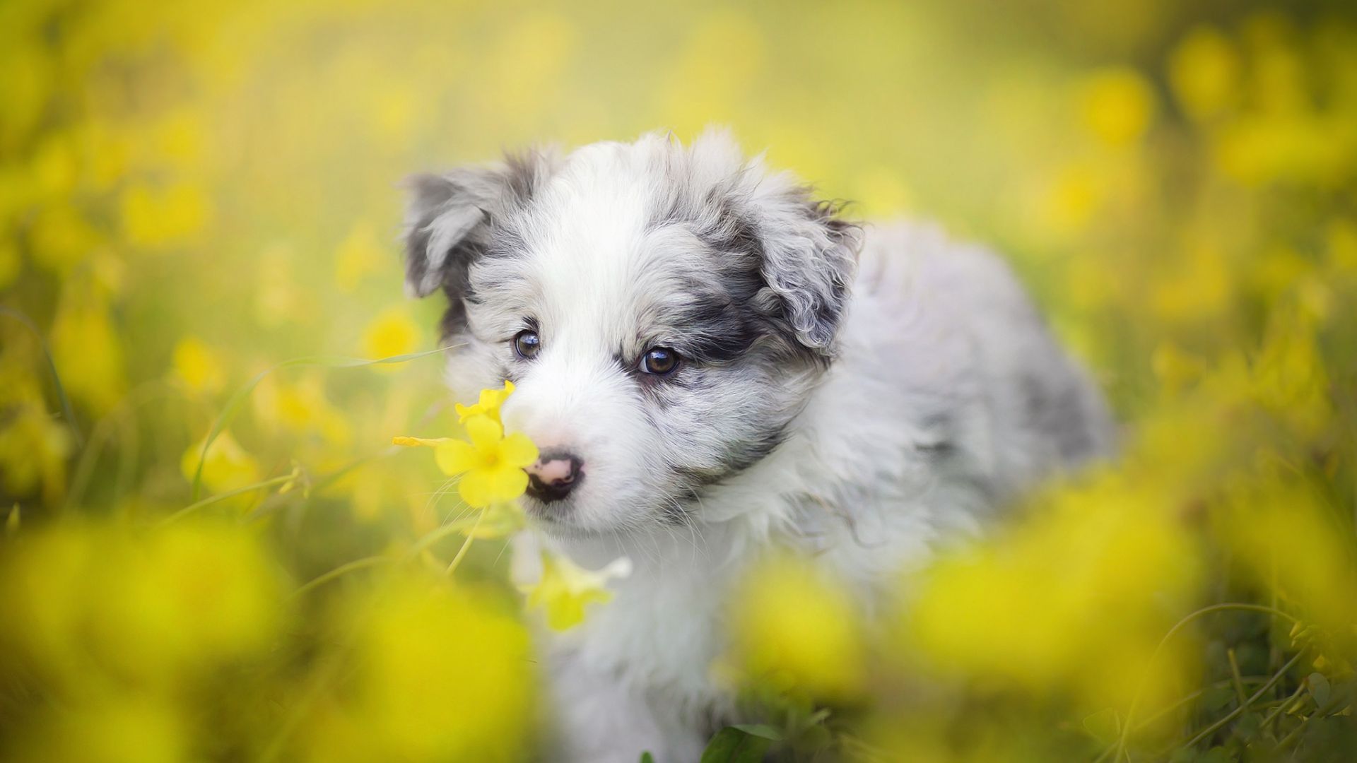 Wallpaper Border Collie dog, puppy, meadow, yellow flowers