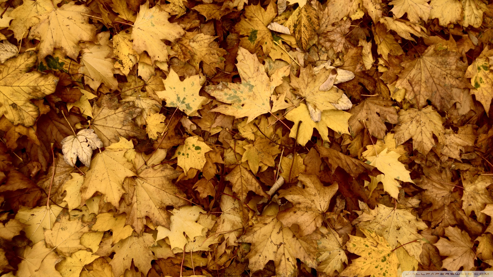 Wallpaper Autumn leaves 