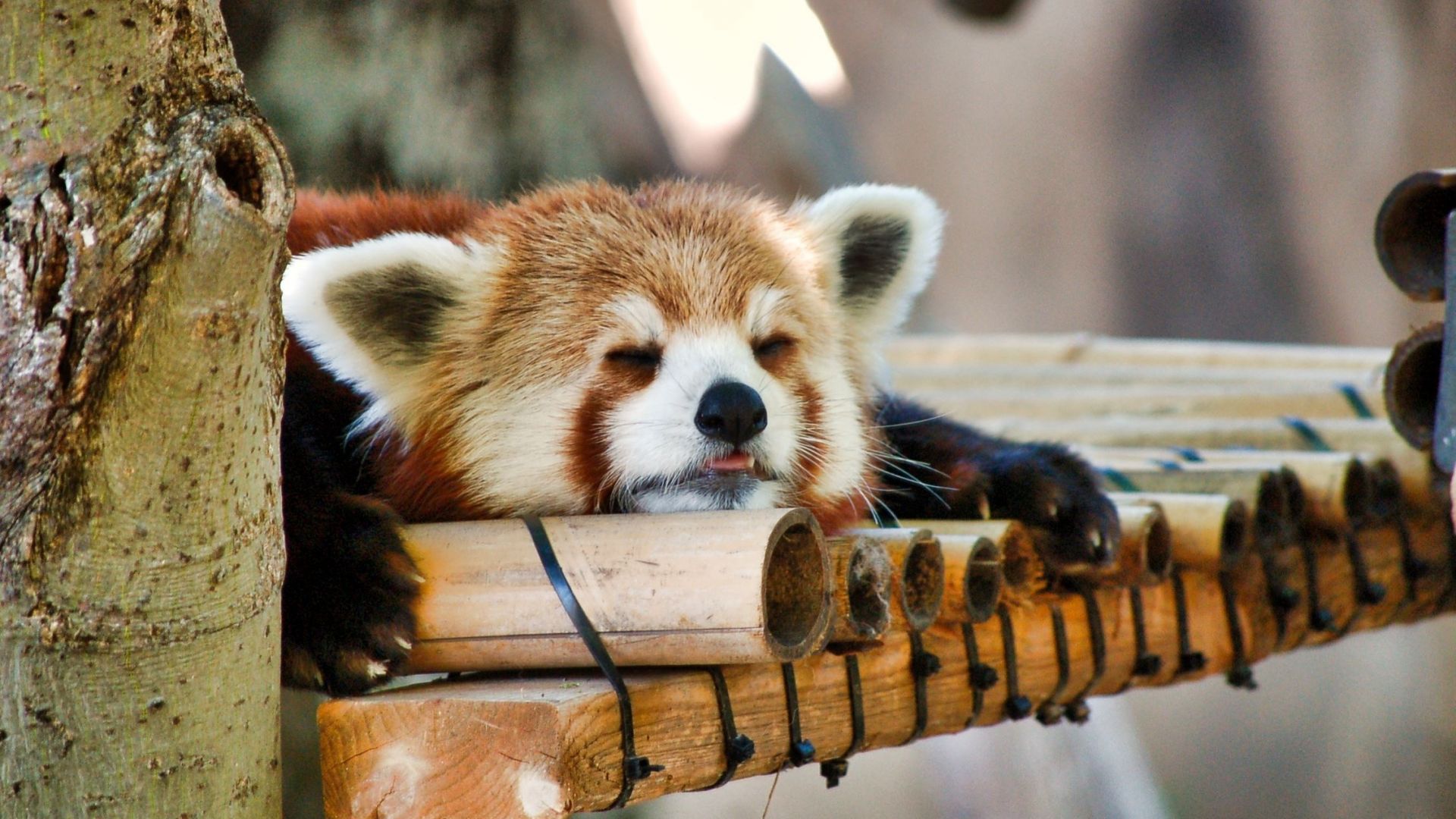 Wallpaper Cute red panda, sleeping, muzzle, animal