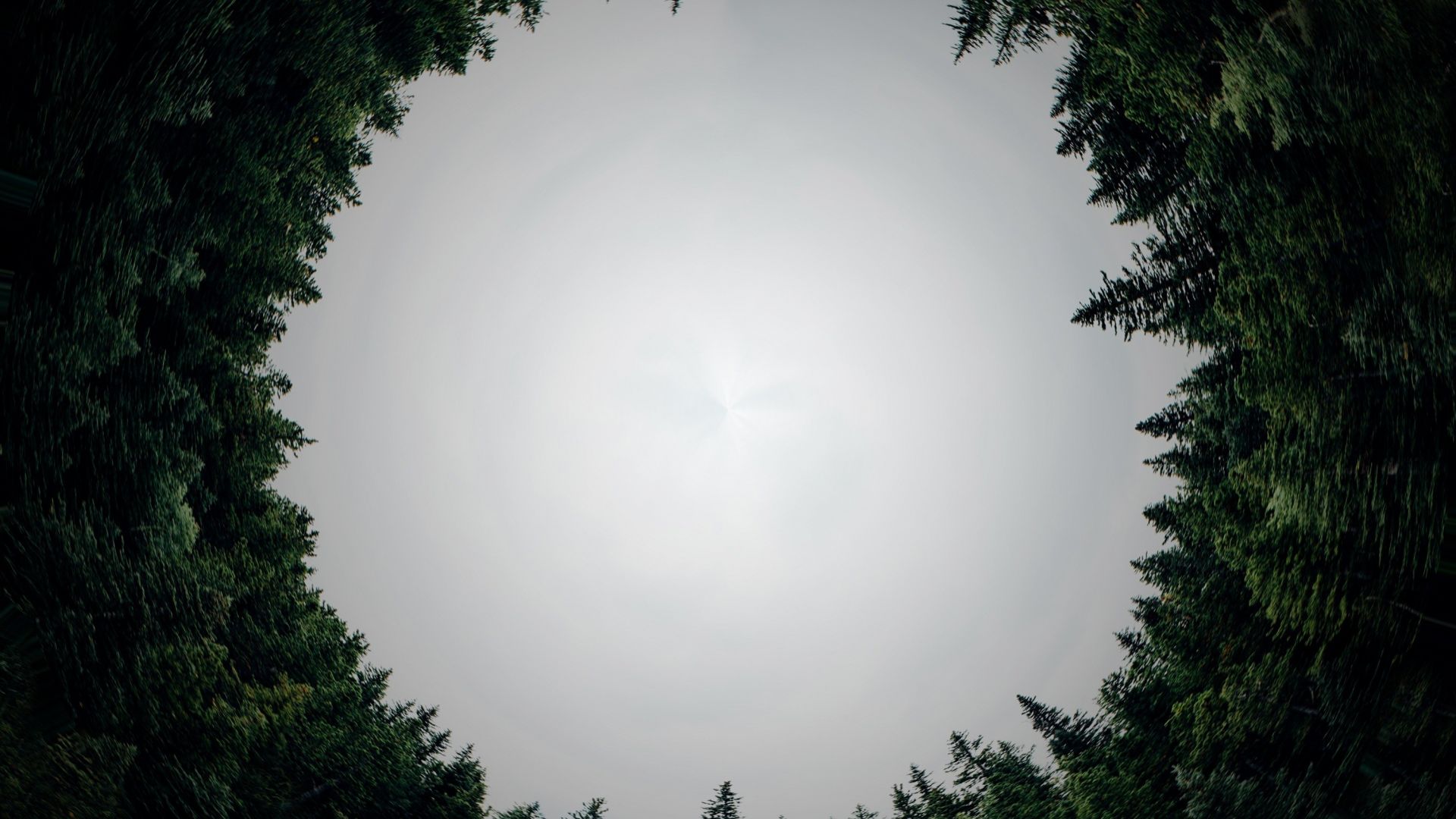 Wallpaper Circle, forest, trees