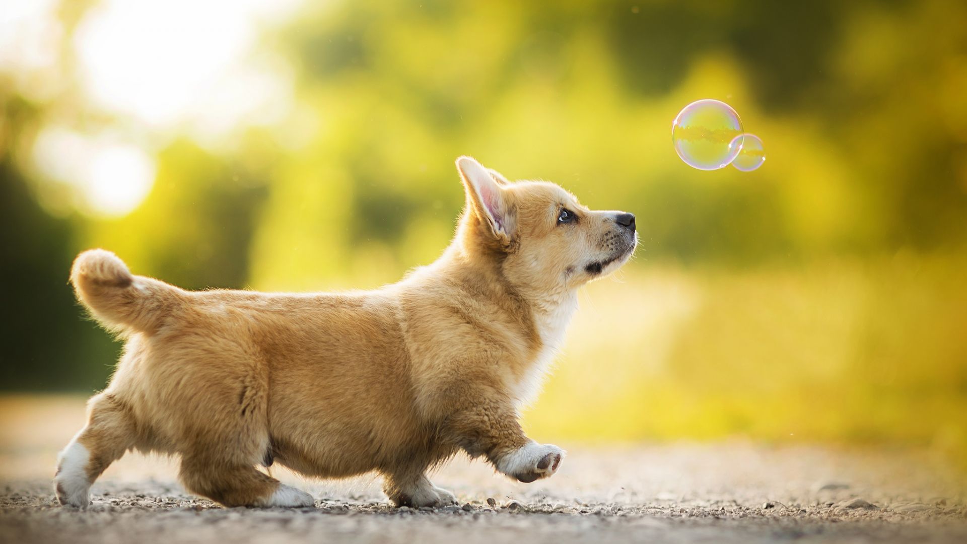 Wallpaper Corgi, dog, play, bubbles