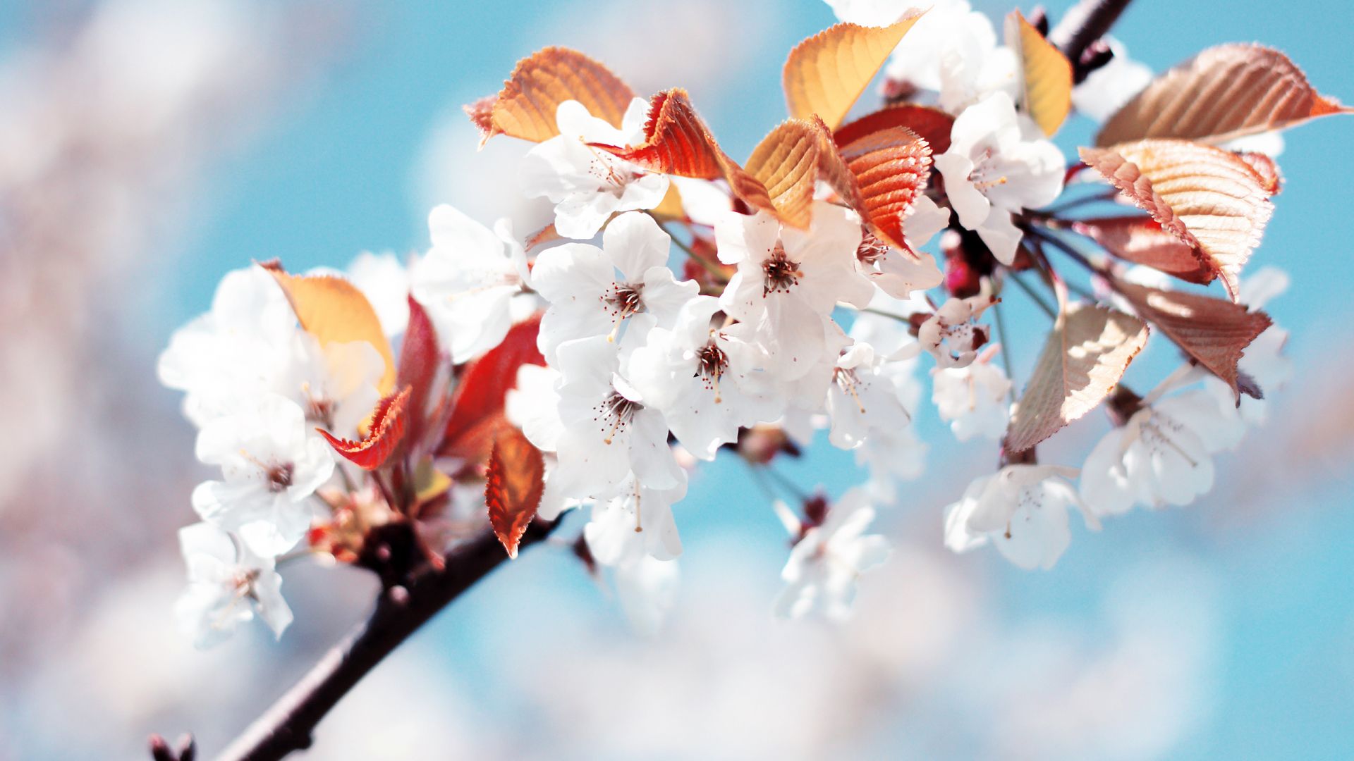 Wallpaper Flowers, tree branch, cherry blossom, blossom, spring