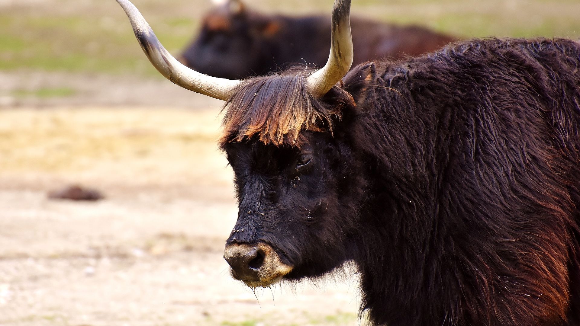 Wallpaper Horns, cattle, black cow