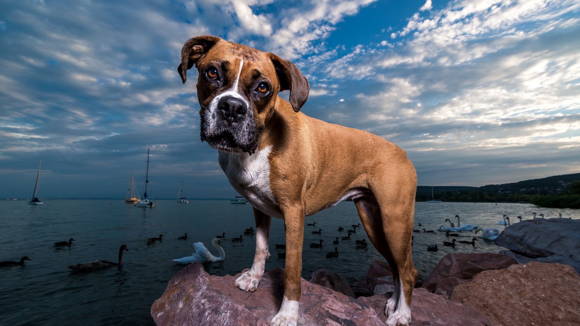 Wallpaper Boxer, dog, animal, stare, coast