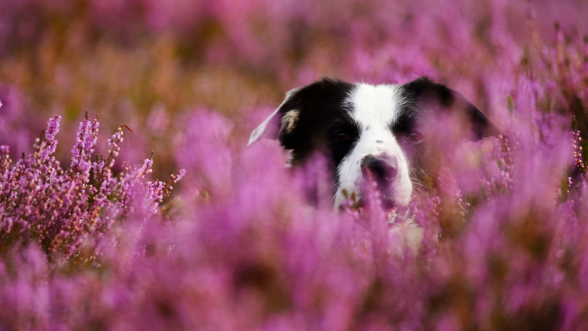 Wallpaper Border collie, dog, muzzle, meadow