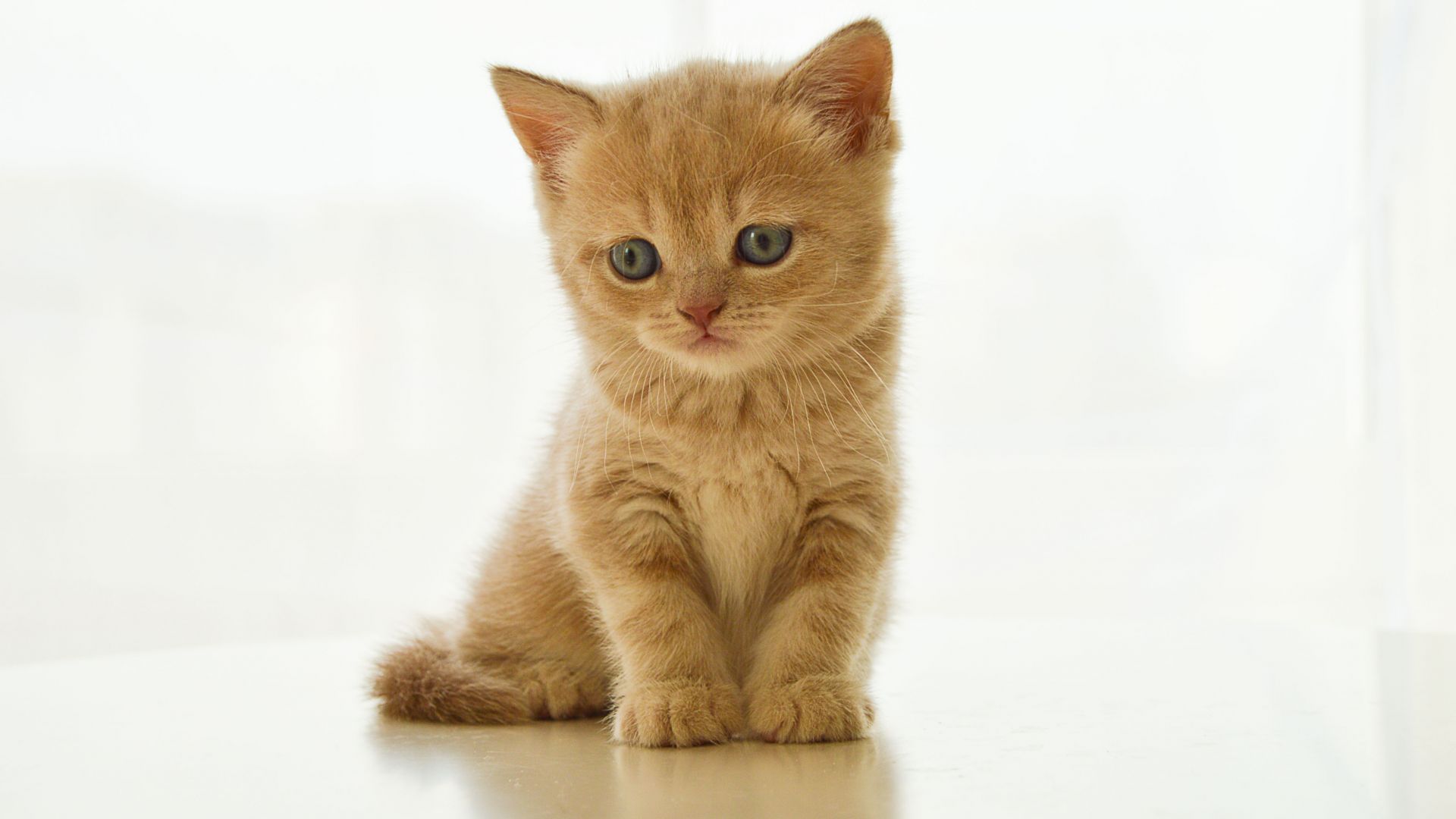 Wallpaper Cute, British kitten, cat, animal