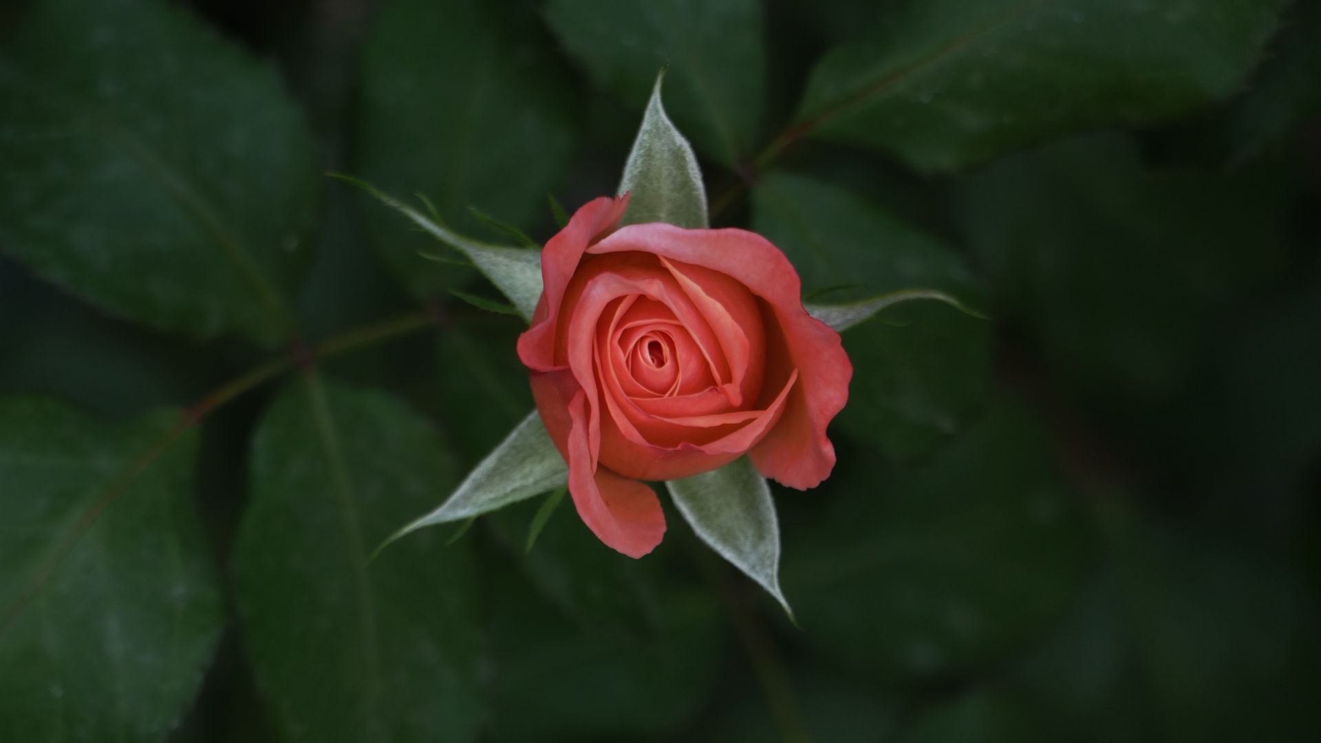 Wallpaper Single red Rose, flower, bloom, 5k