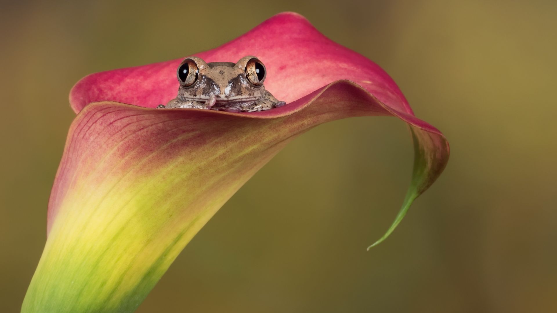 Wallpaper Frog, amphibian, flowers, animal