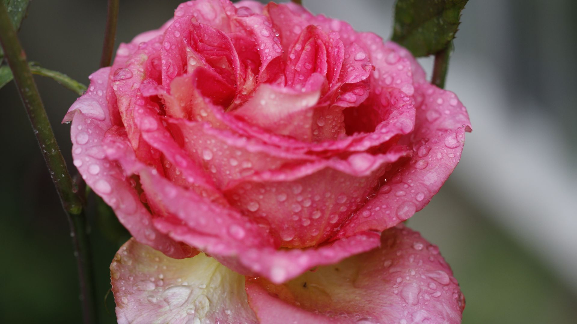 Wallpaper Rose, pink, water drops, close up