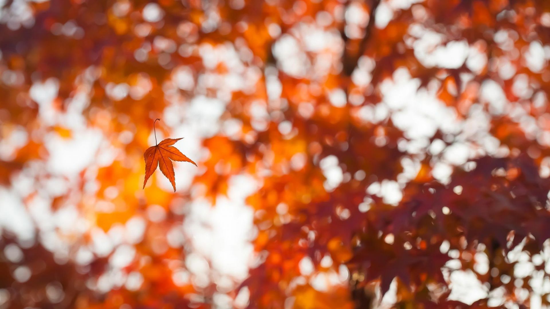 Wallpaper Bokeh leaf in fall nature