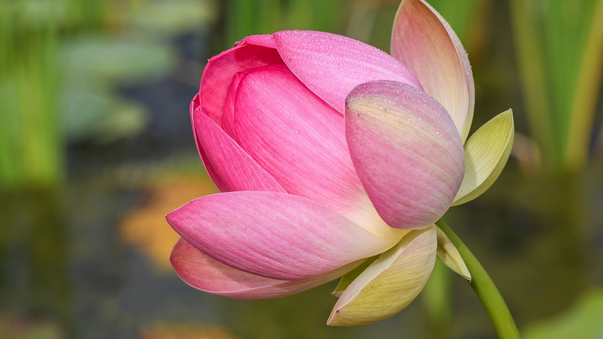 Desktop Wallpaper Lotus, Pink Flower, Close Up, Hd Image, Picture,  Background, Bdaa57