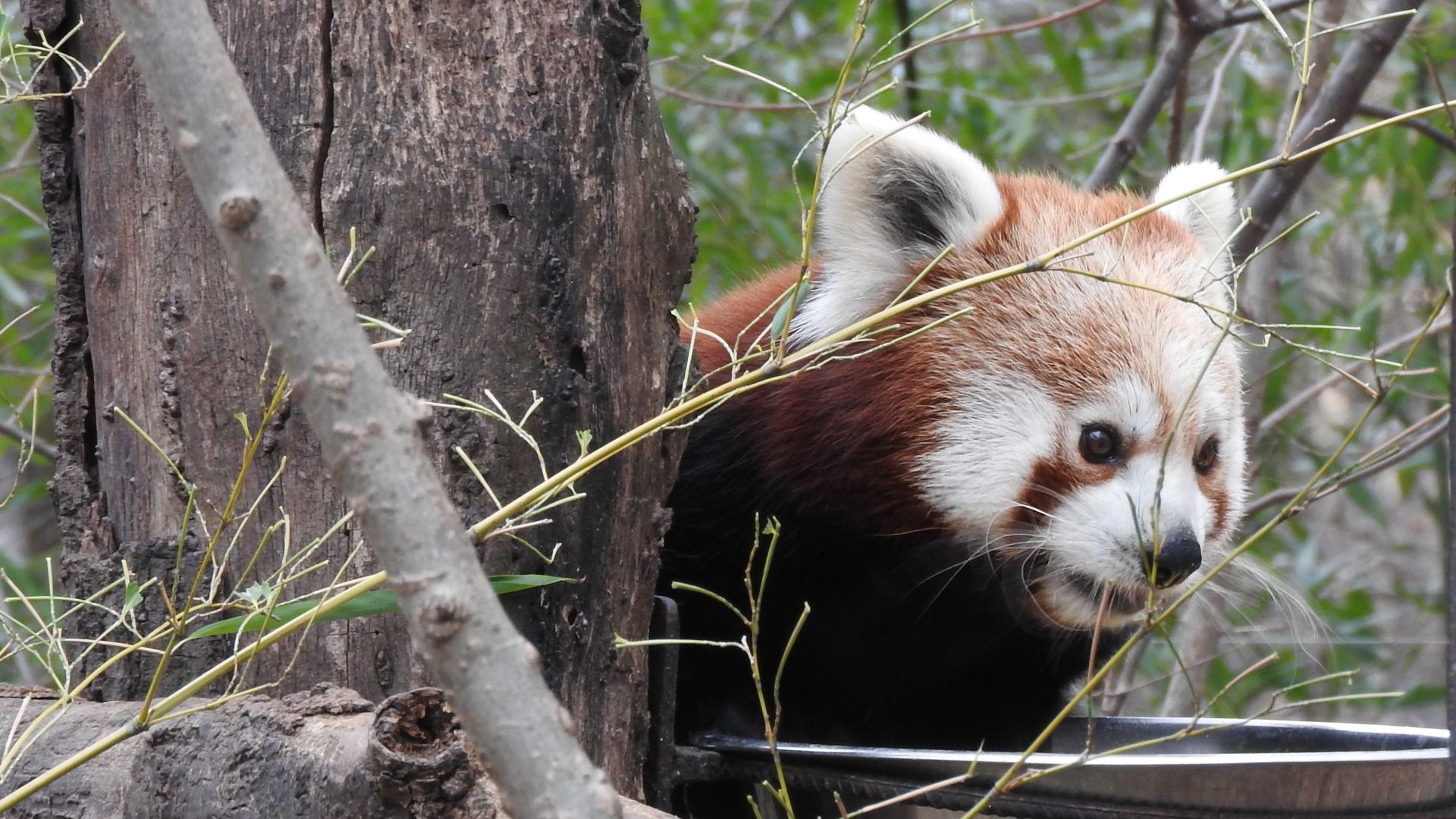 Wallpaper Red panda, animal, wild animal, tree trunk
