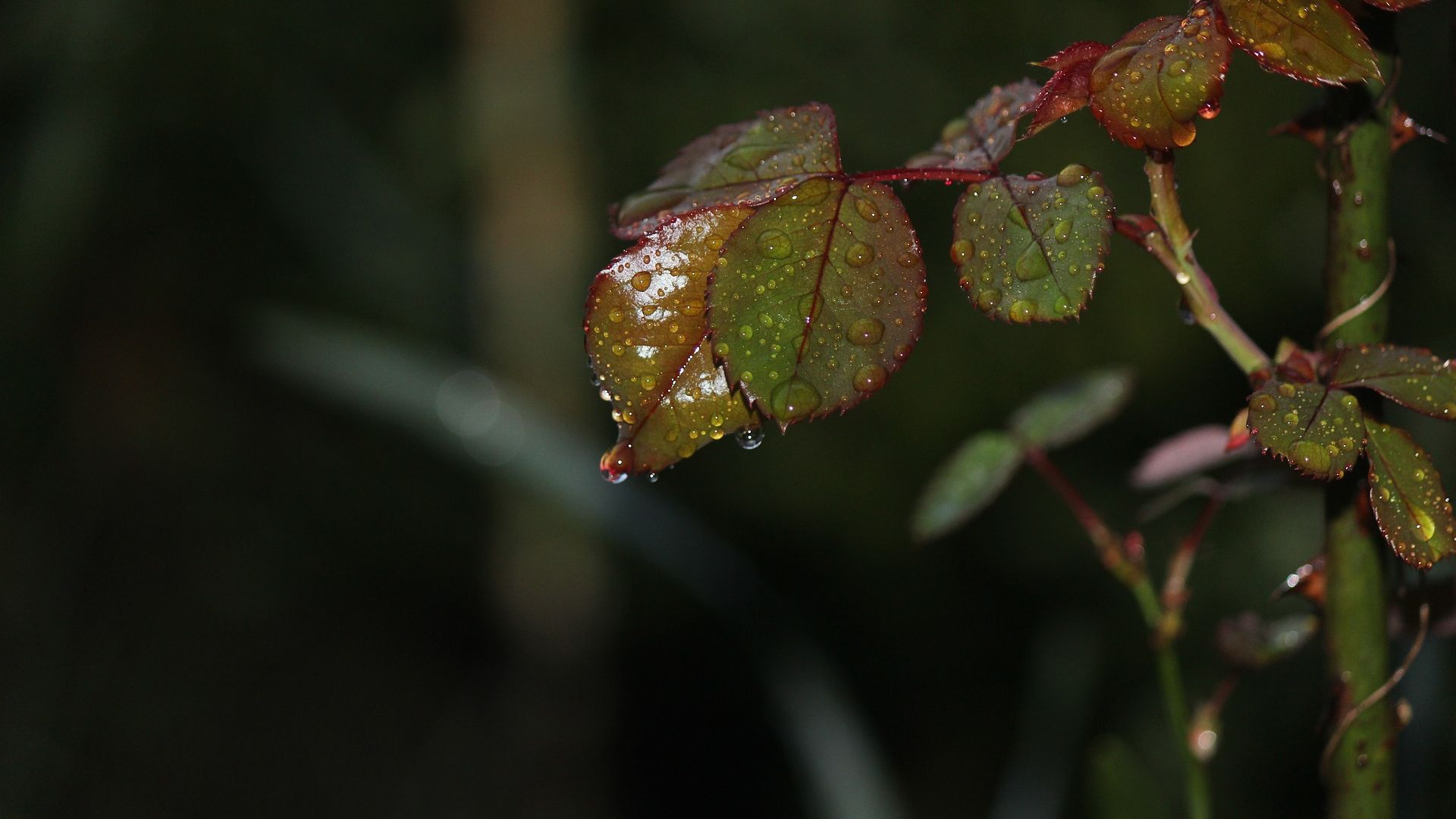 Wallpaper Rose plants, leaves, water drops
