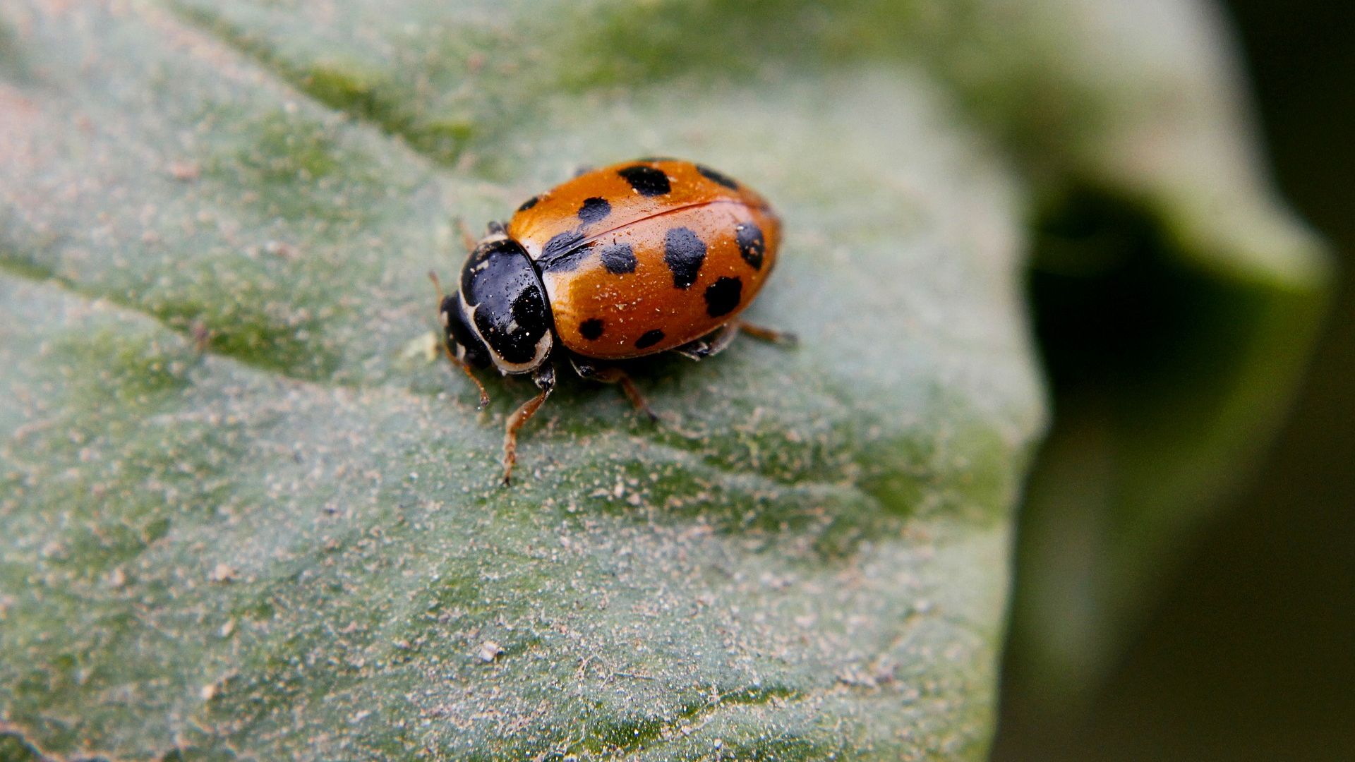 Wallpaper Ladybug on leaf, insect, close up wallpaper