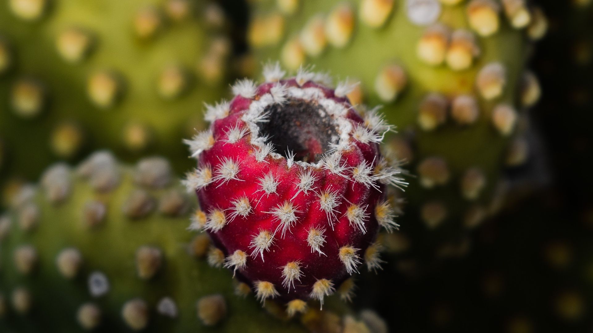 Wallpaper Cactus thorns, fruit