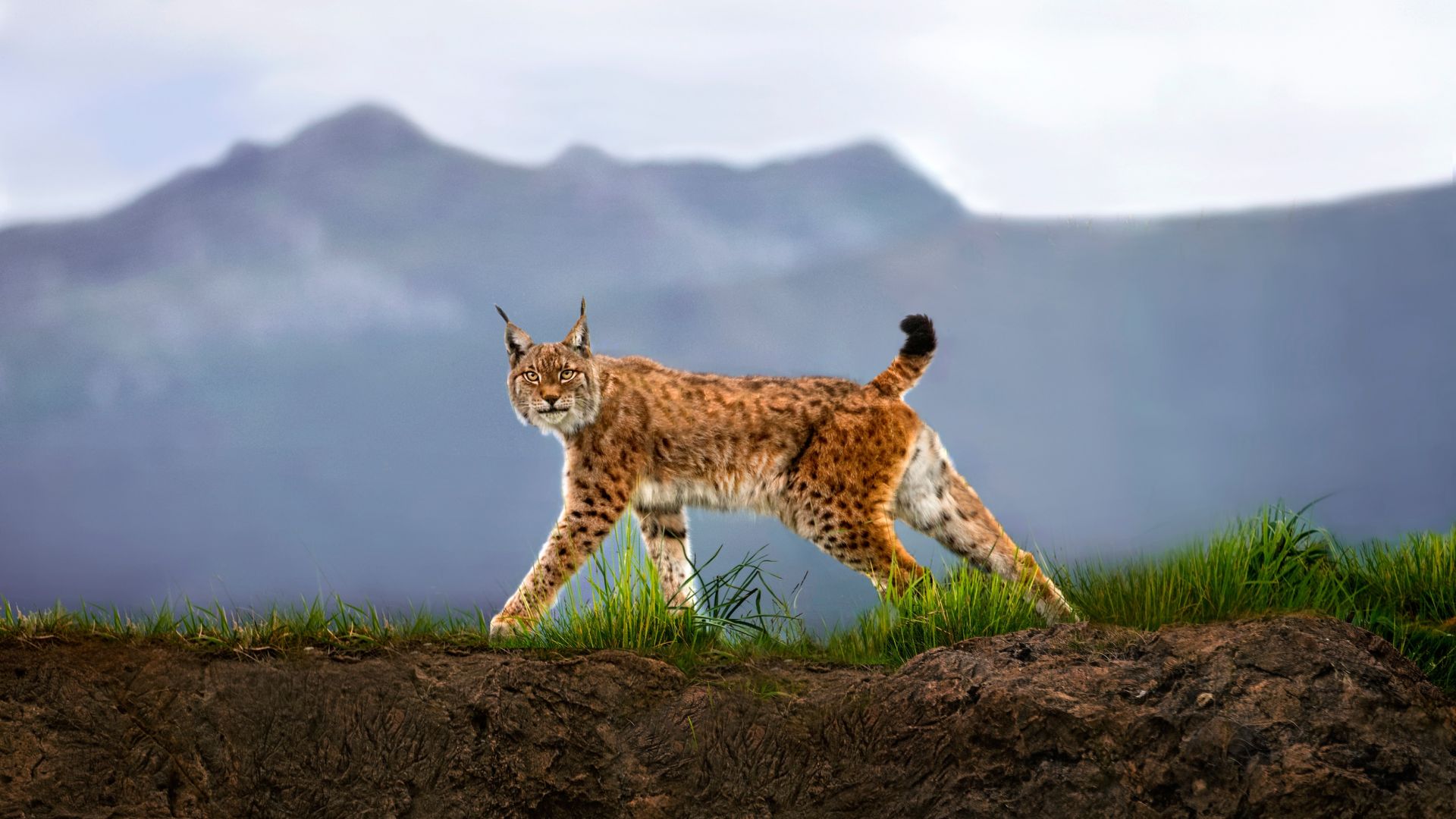 Wallpaper Lynx, wild animal, cat, spotted