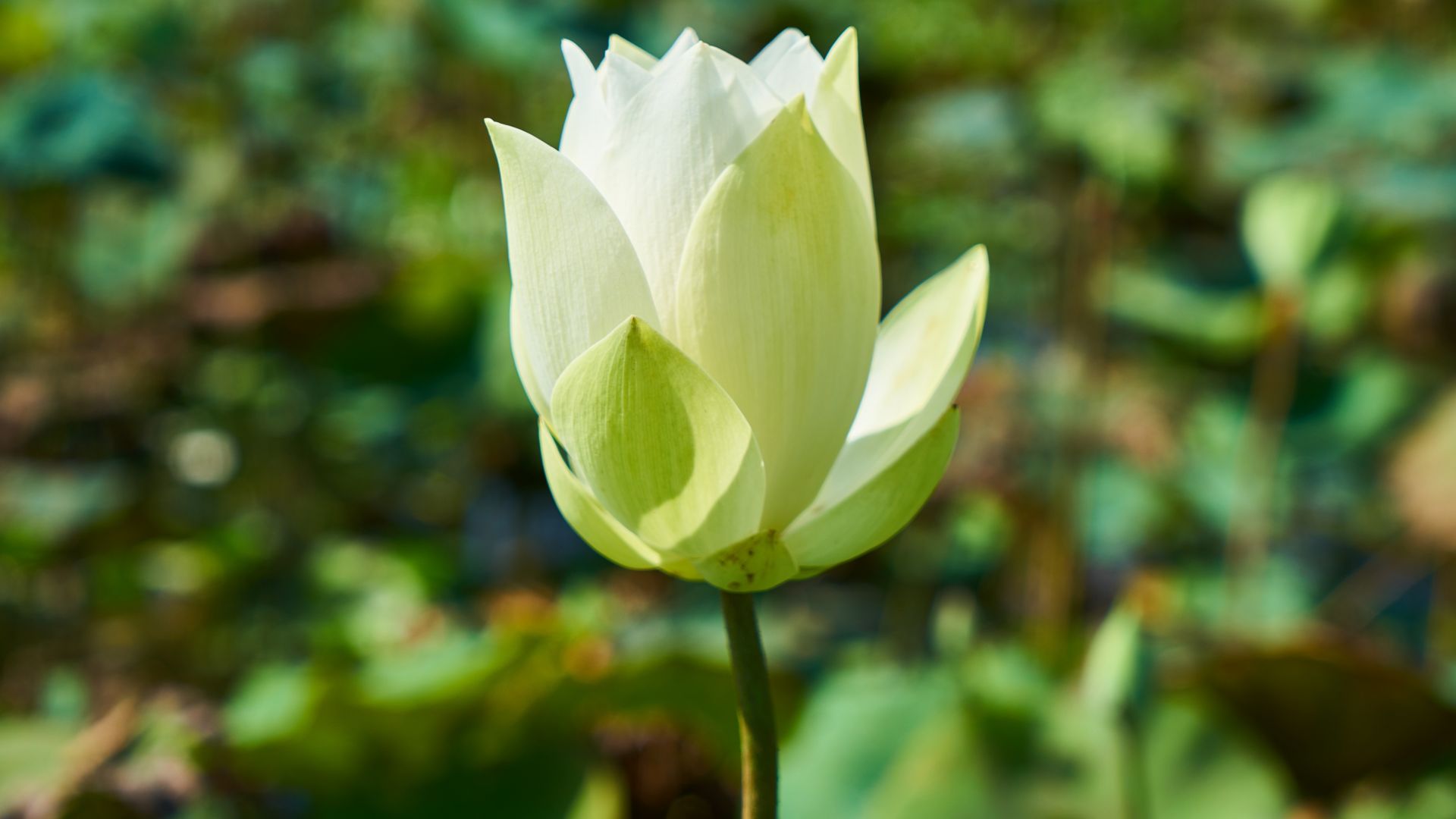 Wallpaper White lotus, bud, flower, blur, 5k