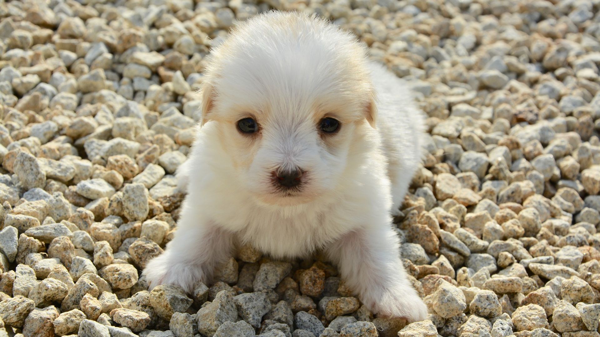 Wallpaper Cute puppy, Coton De Tulear, pet animal