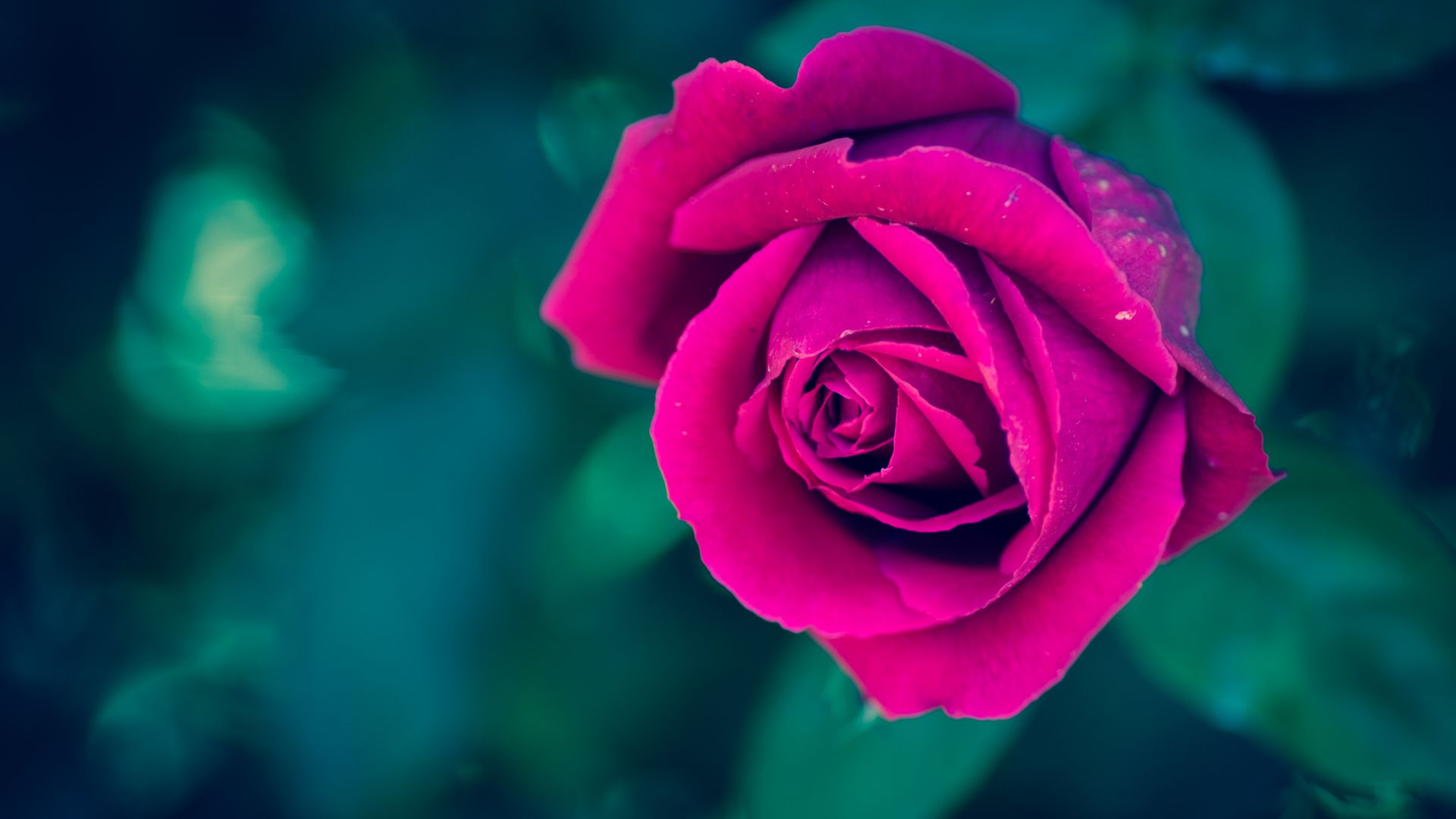 Desktop Wallpaper Beautiful Pink Rose Flower, Blur, Close Up Wallpaper, Hd  Image, Picture, Background, Bebuwv